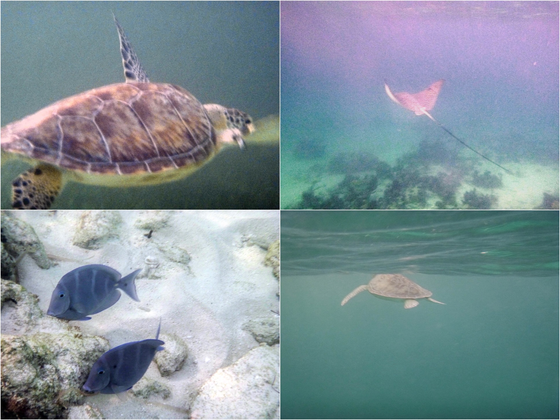 Snorkeling images from Turks and Caicos