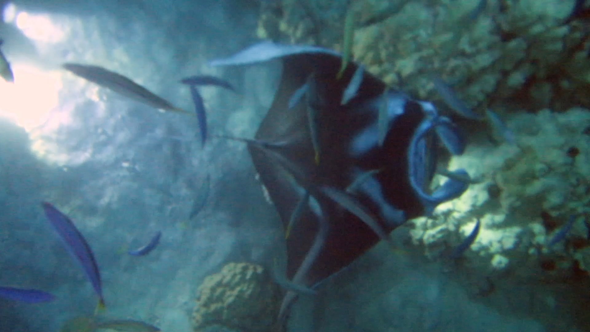 Night snorkeling with manta rays in Hawaii