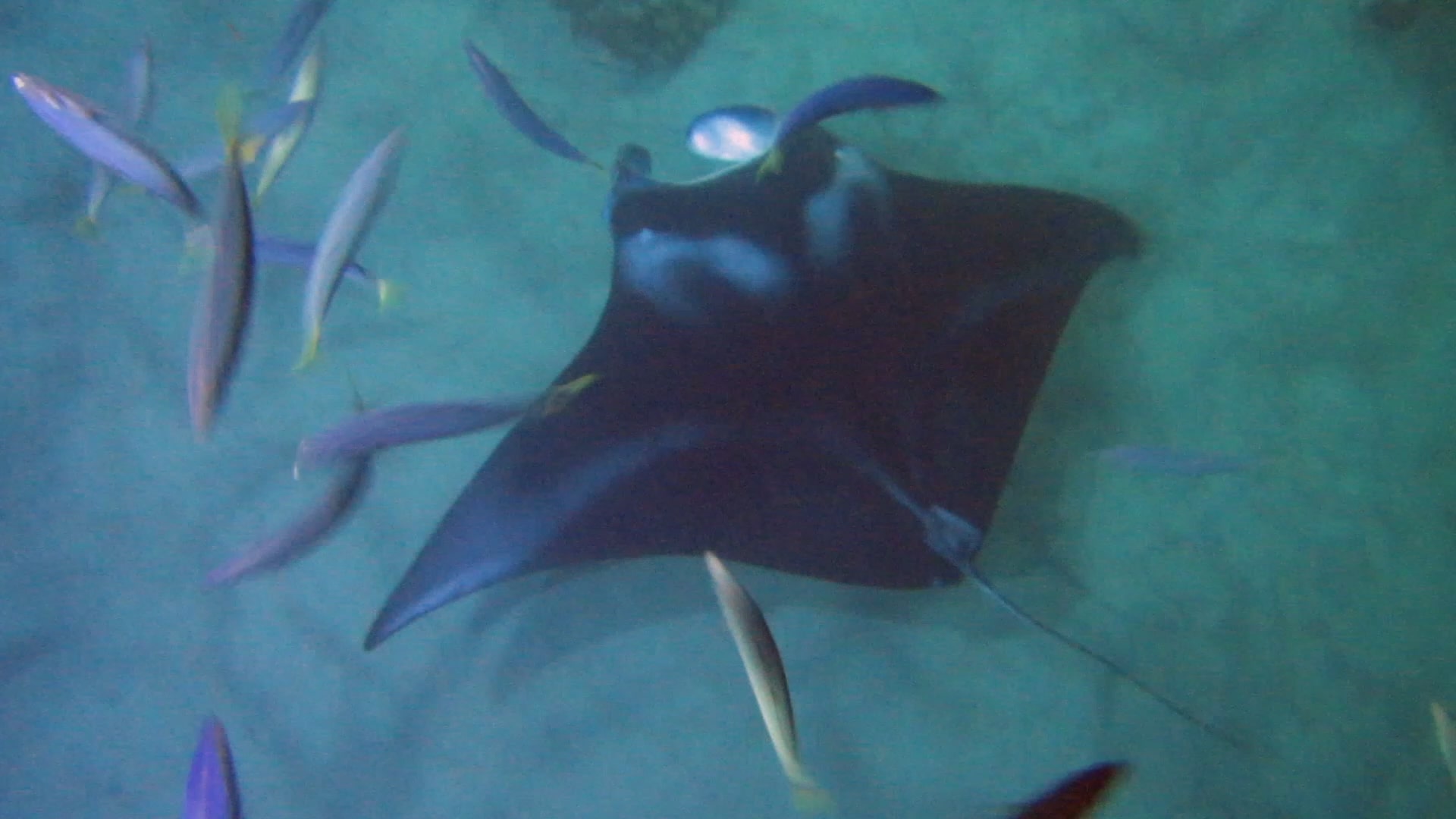 A manta ray seen while snorkeling in Hawaii