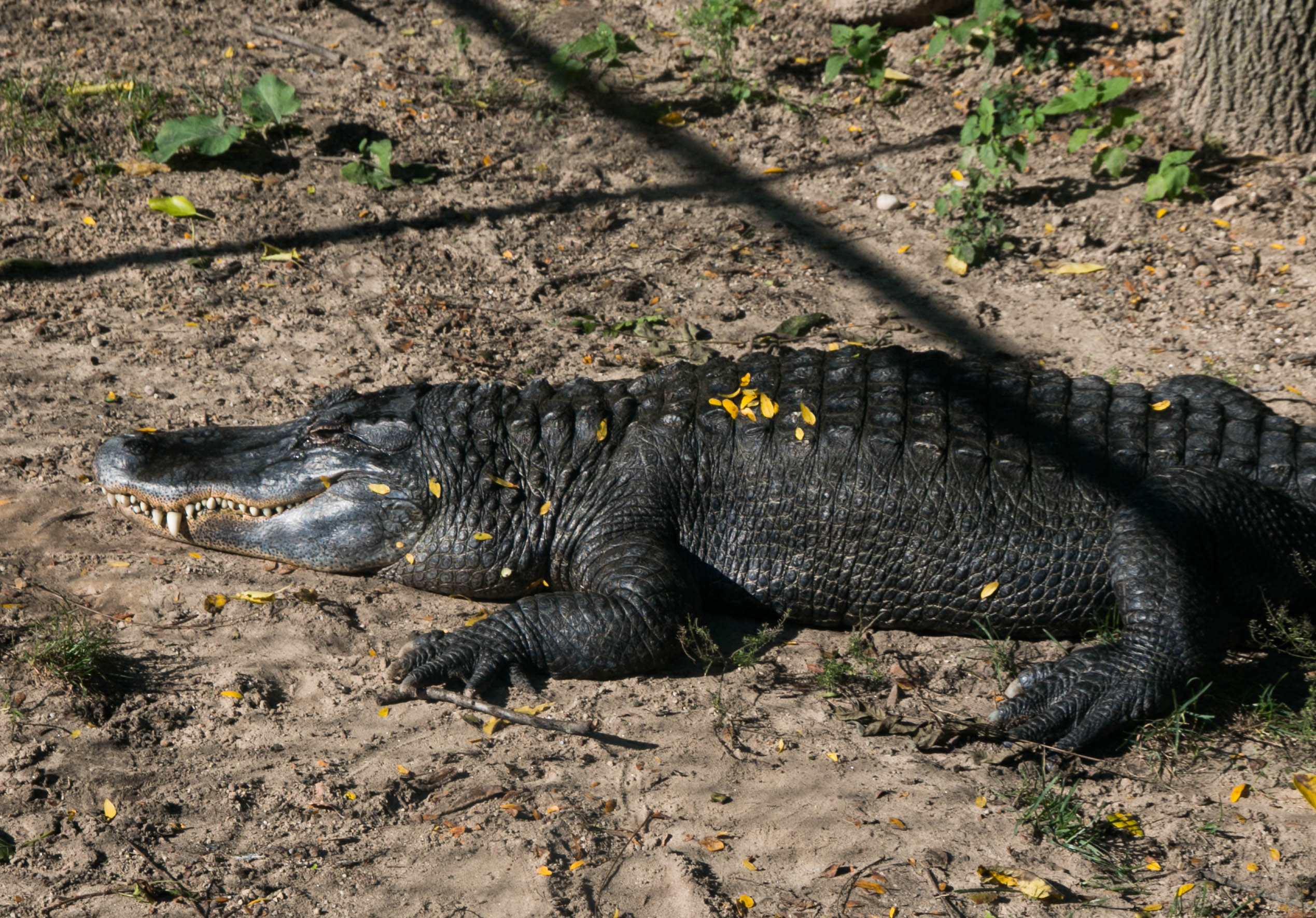An alligator at the Henry Villas Zoo
