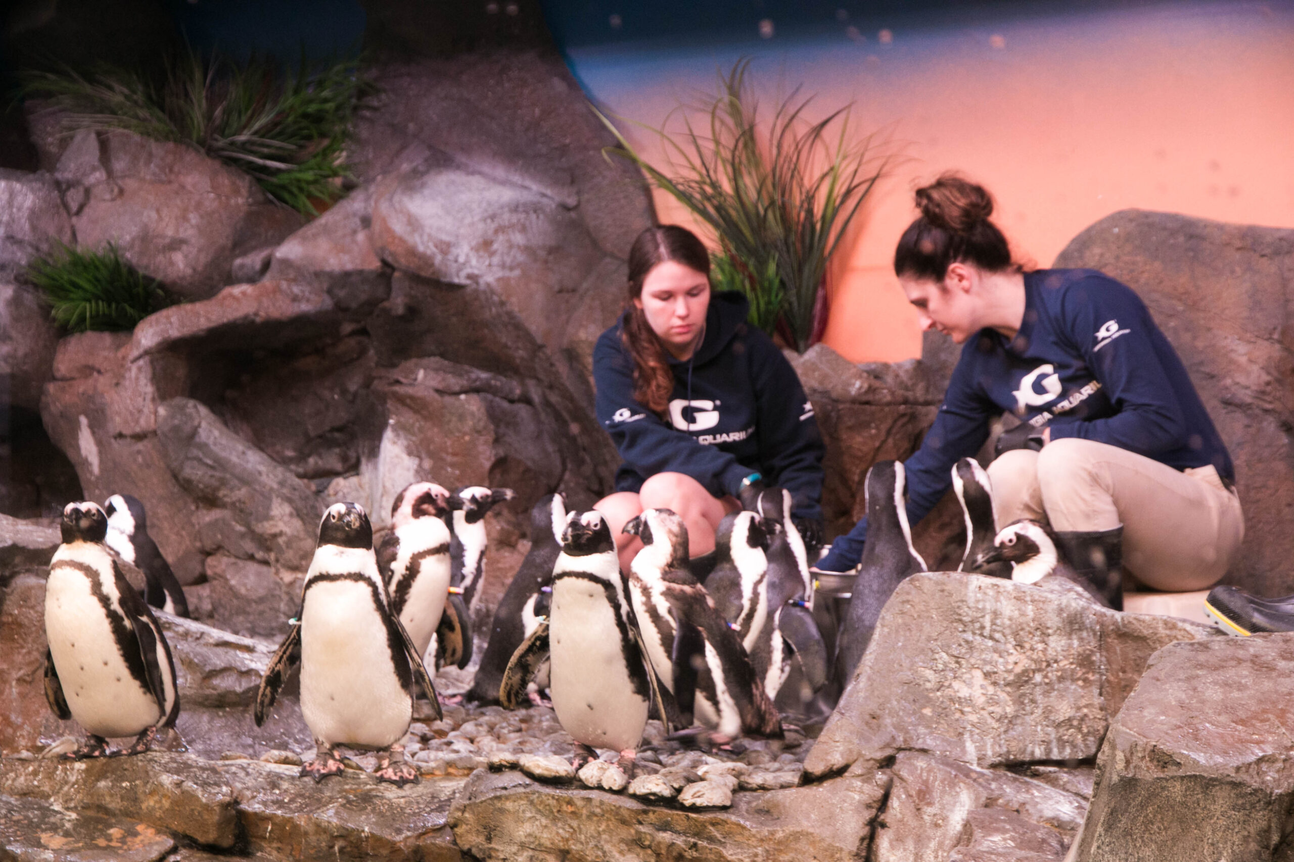 Penguins at the Georgia Aquarium