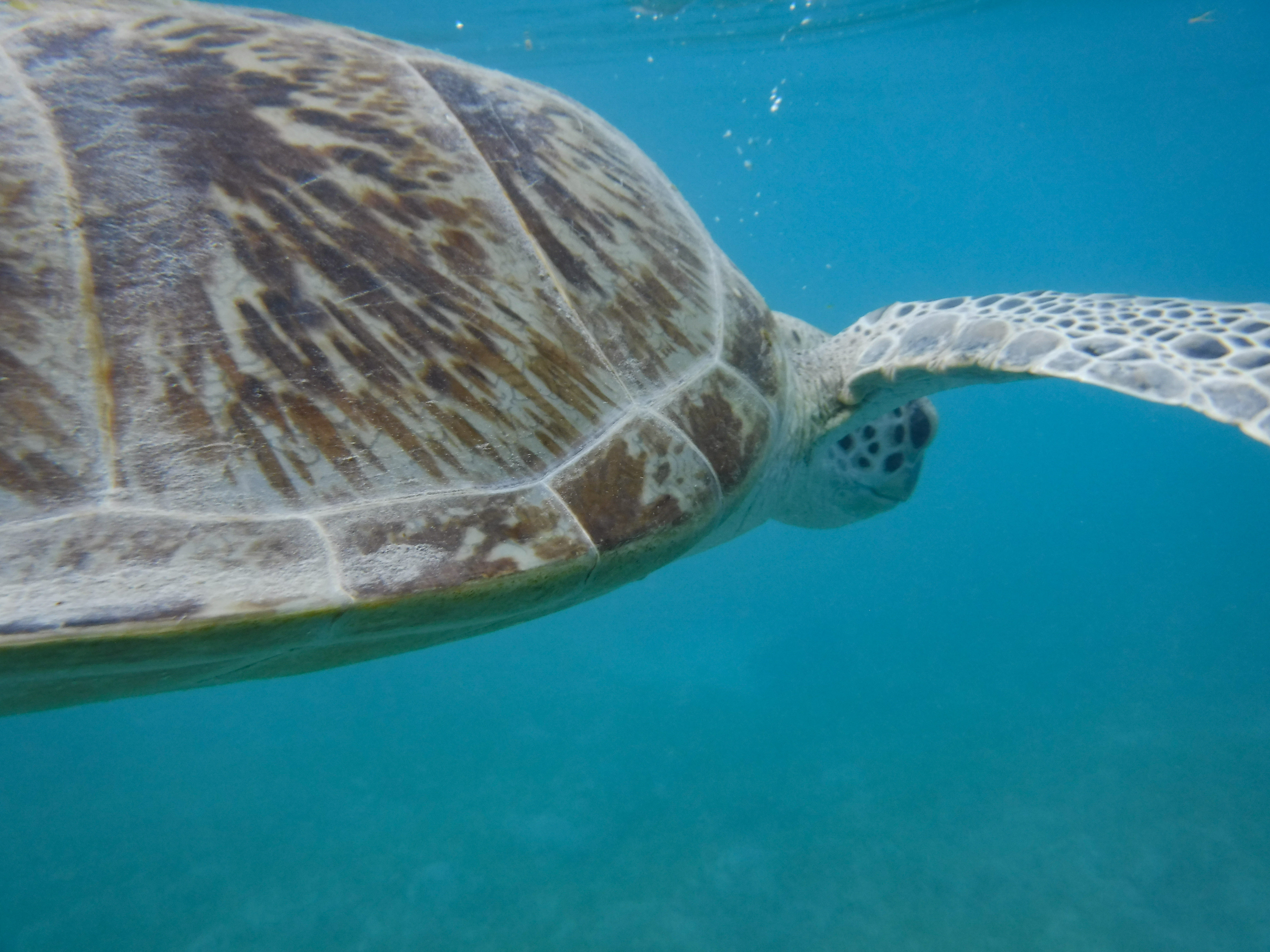 A sea turtle seen while snorkeling in the US Virgin Islands