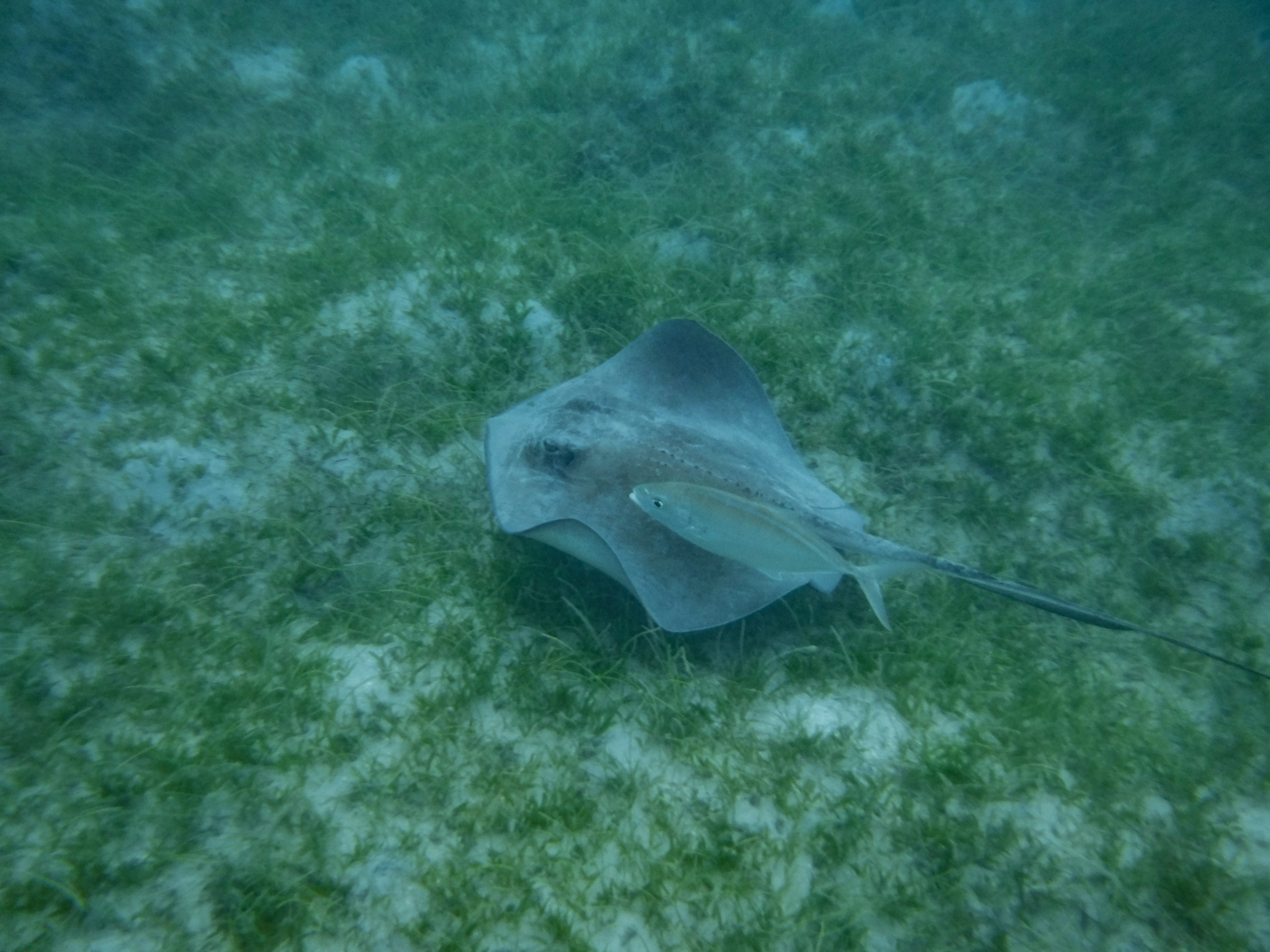 A string ray seen while snorkeling in the US Virgin Islands