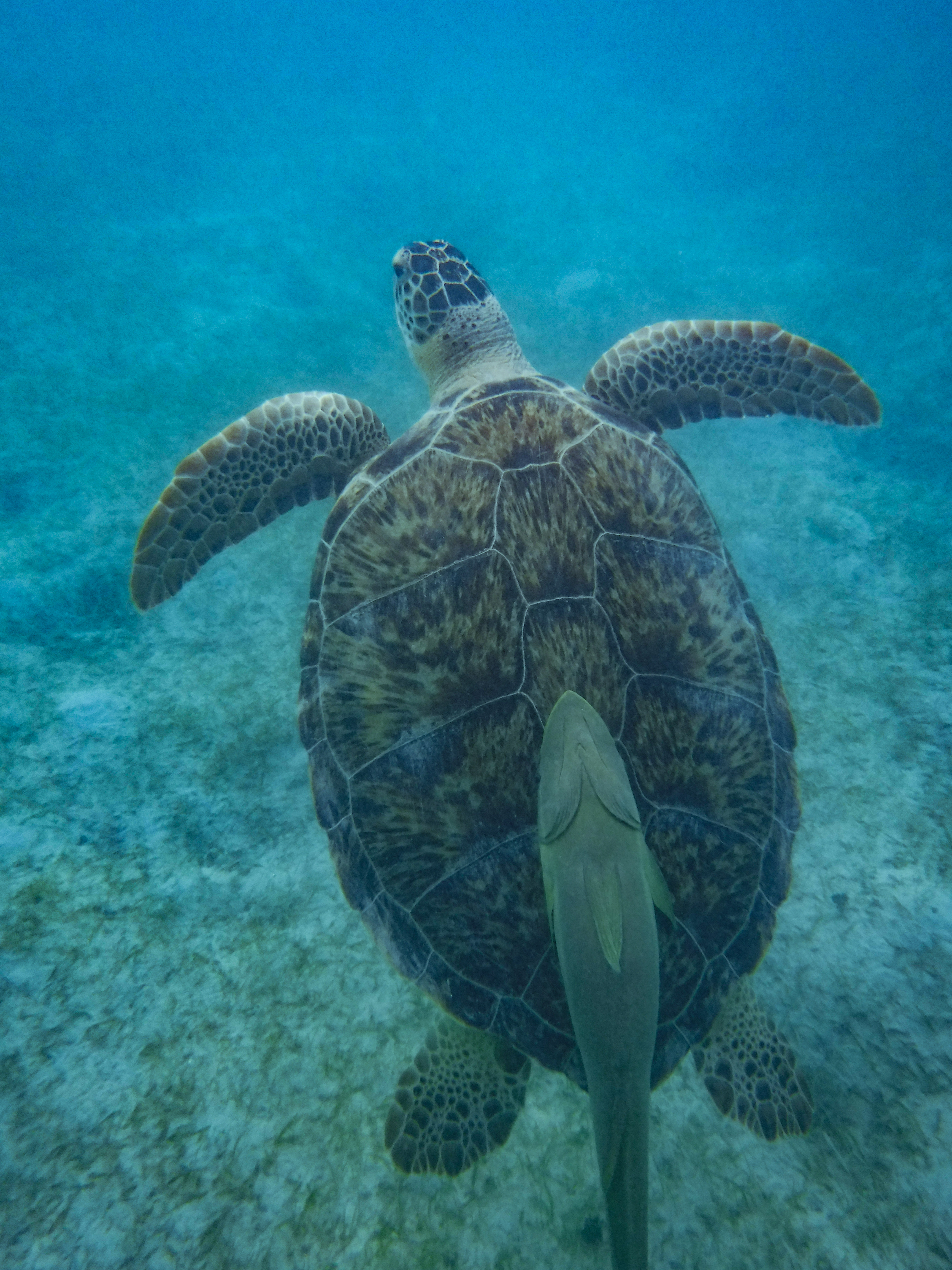 A turtle seen while snorkeling at Maho Bay, St. John US Virgin Islands