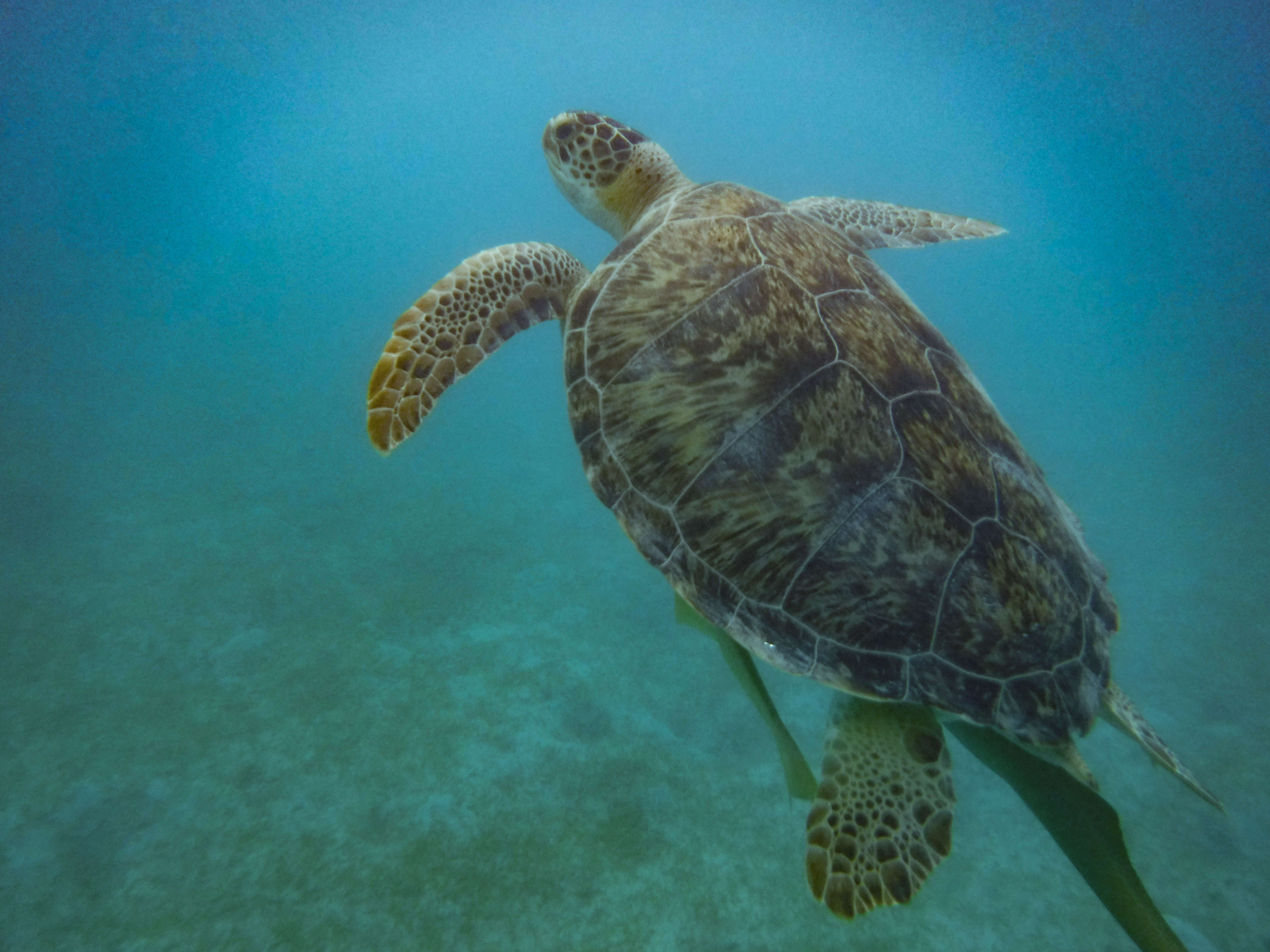 A sea turtle seen while snorkeling in the US Virgin Islands