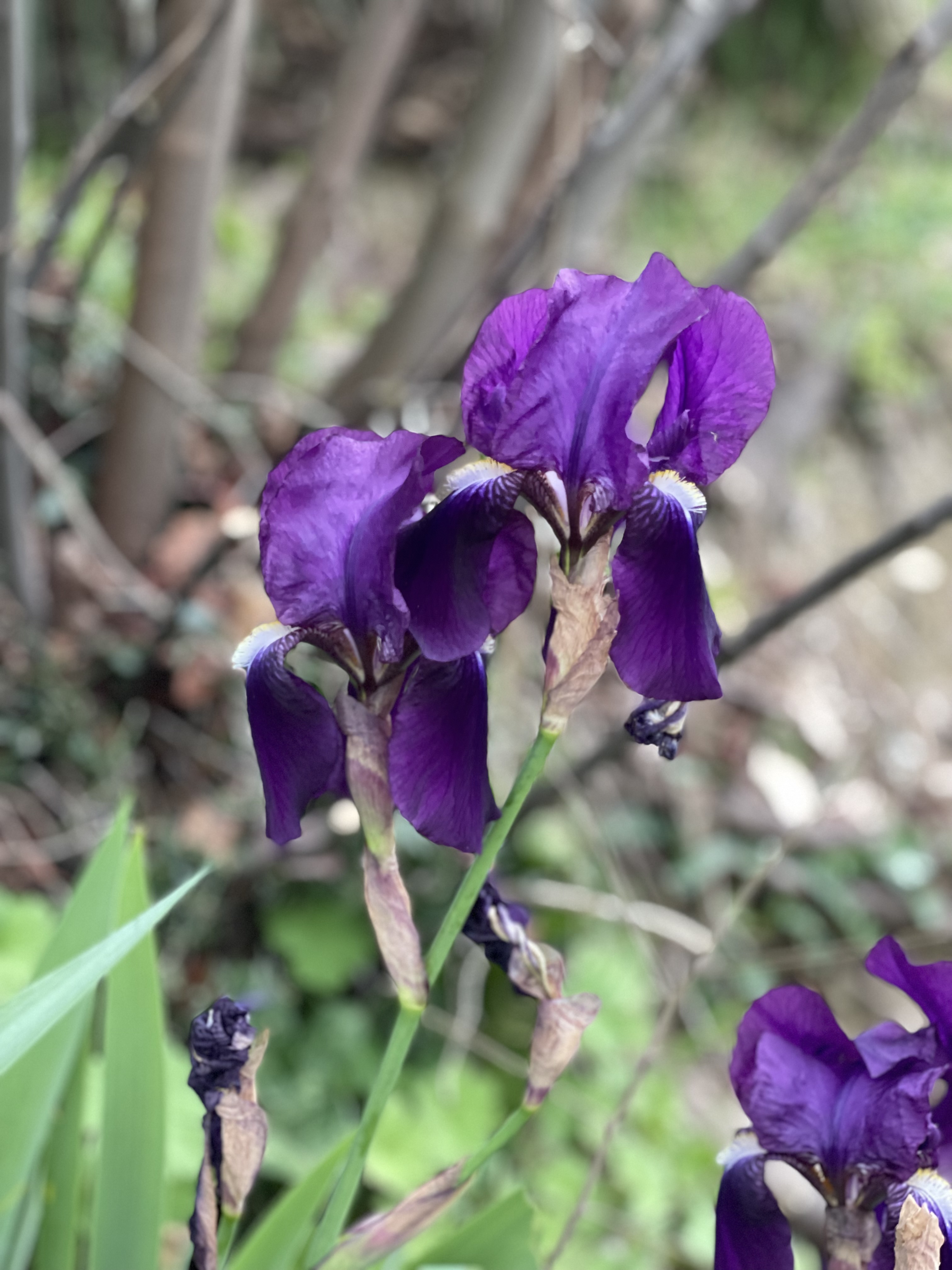 Irises in bloom at the Florence rose garden