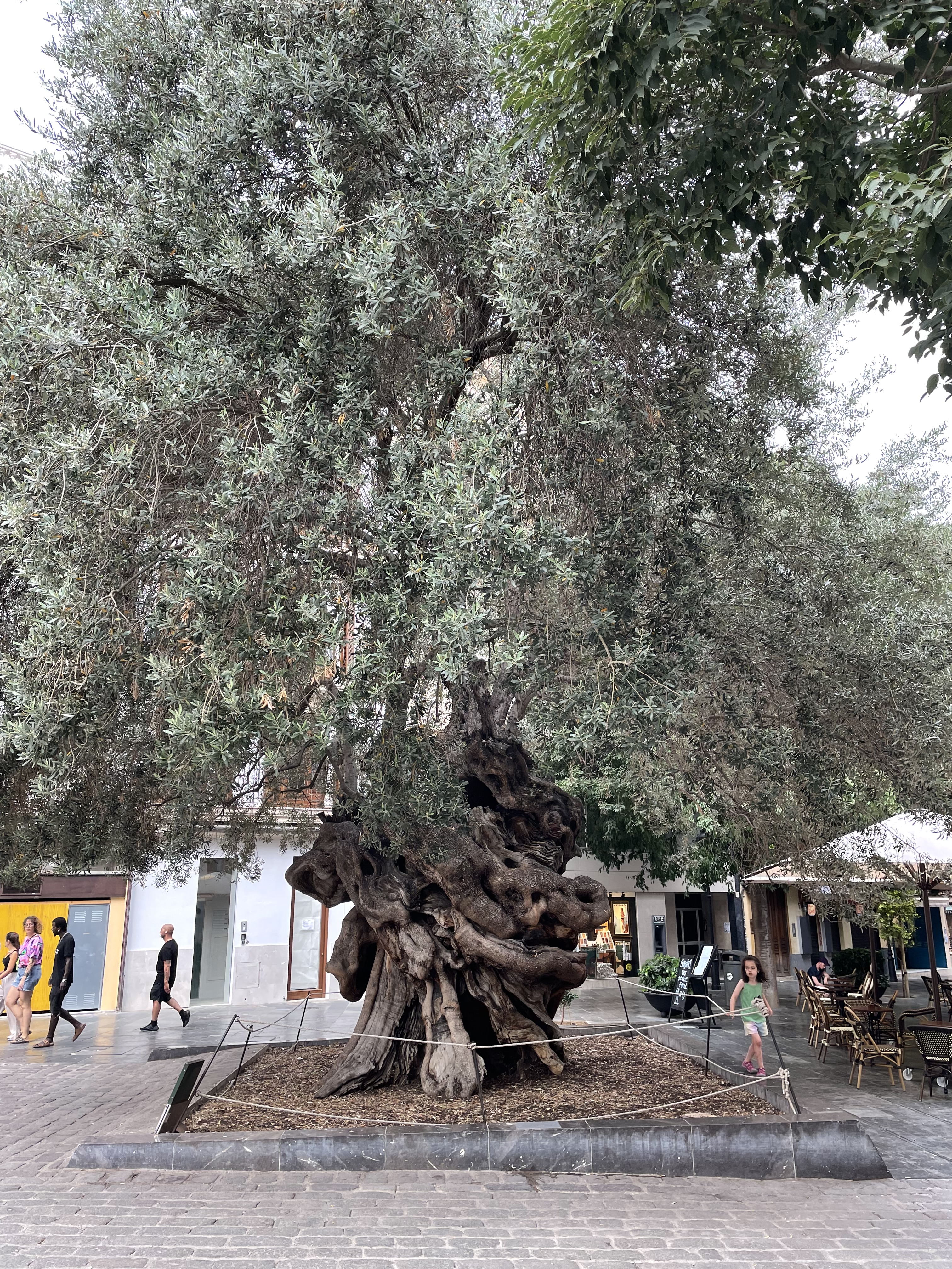 The ancient olive tree near Hotel Cort