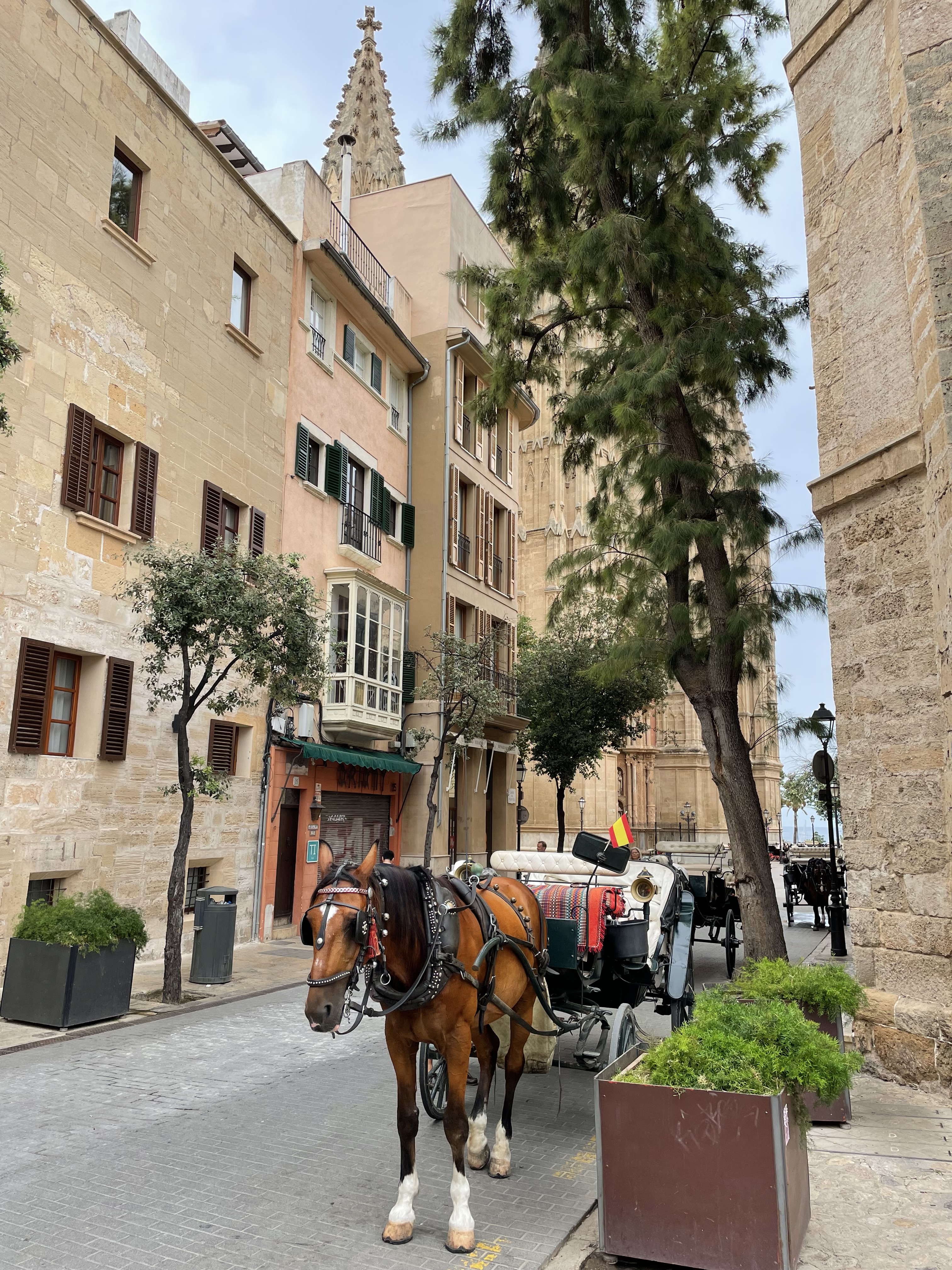 A horse-drawn carriage in Palma de Mallorca