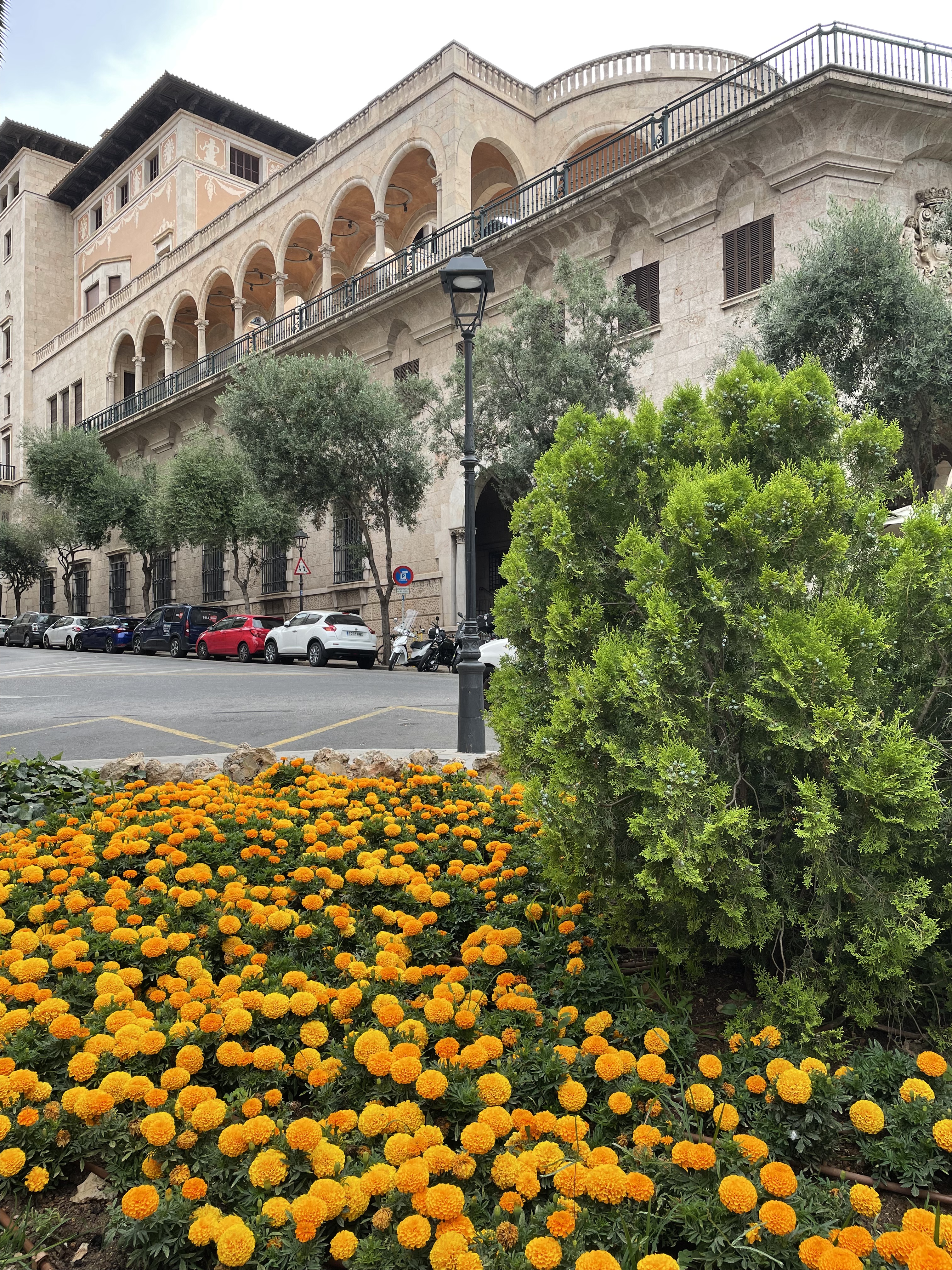 Flowers in Palma