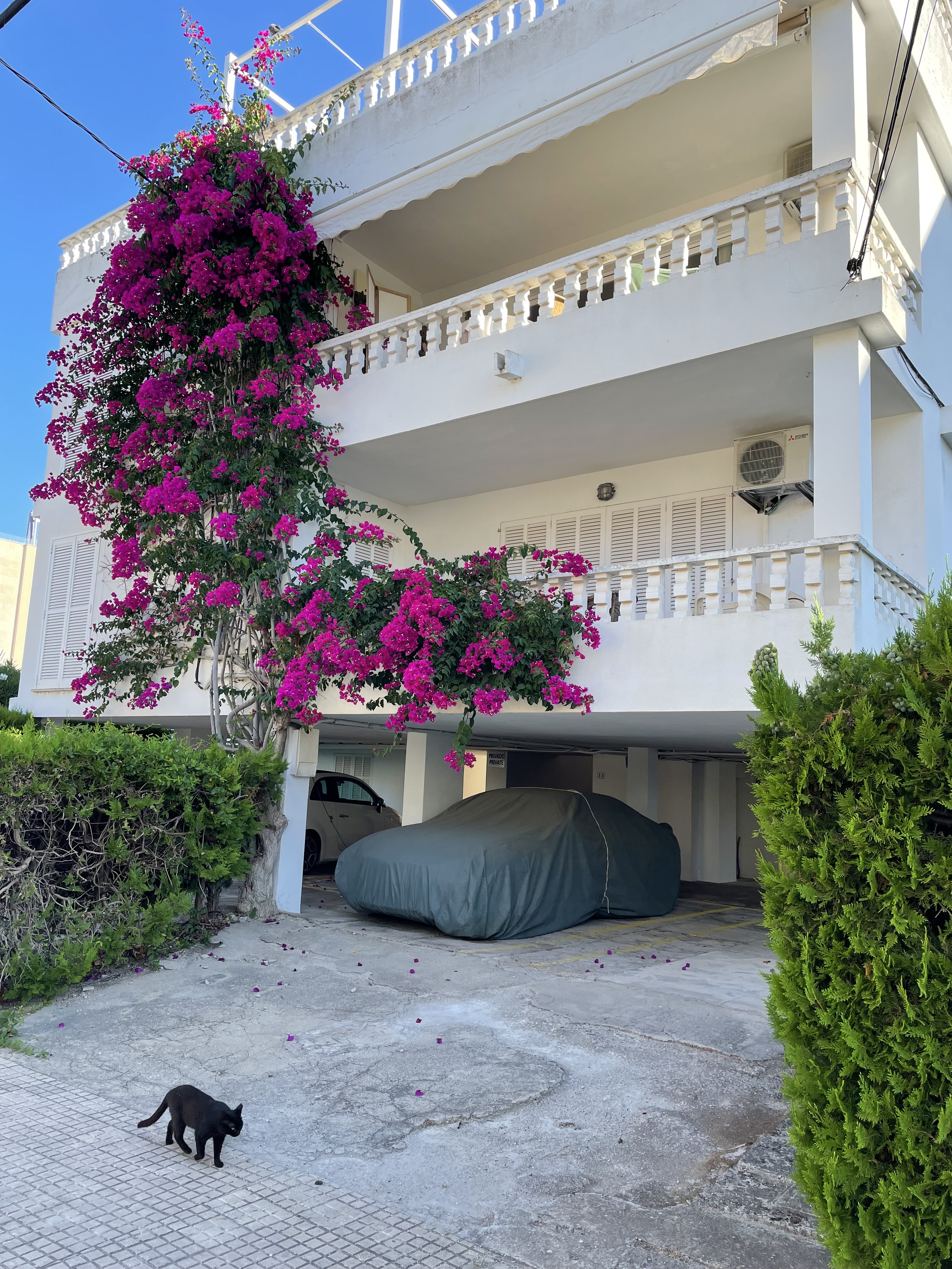 Flowers in Mallorca