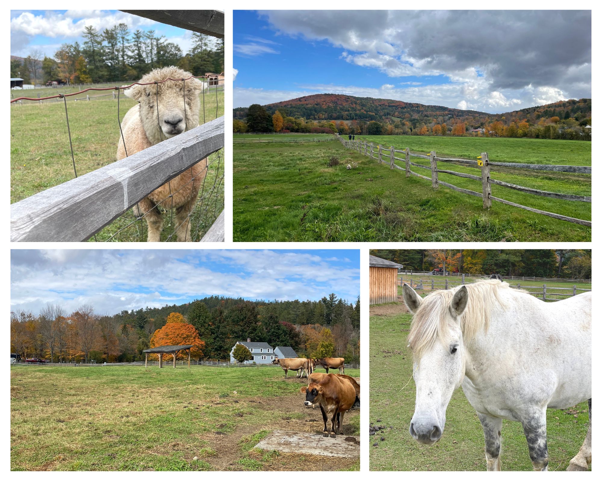 Animals and scenery at Billings Farm and Museum