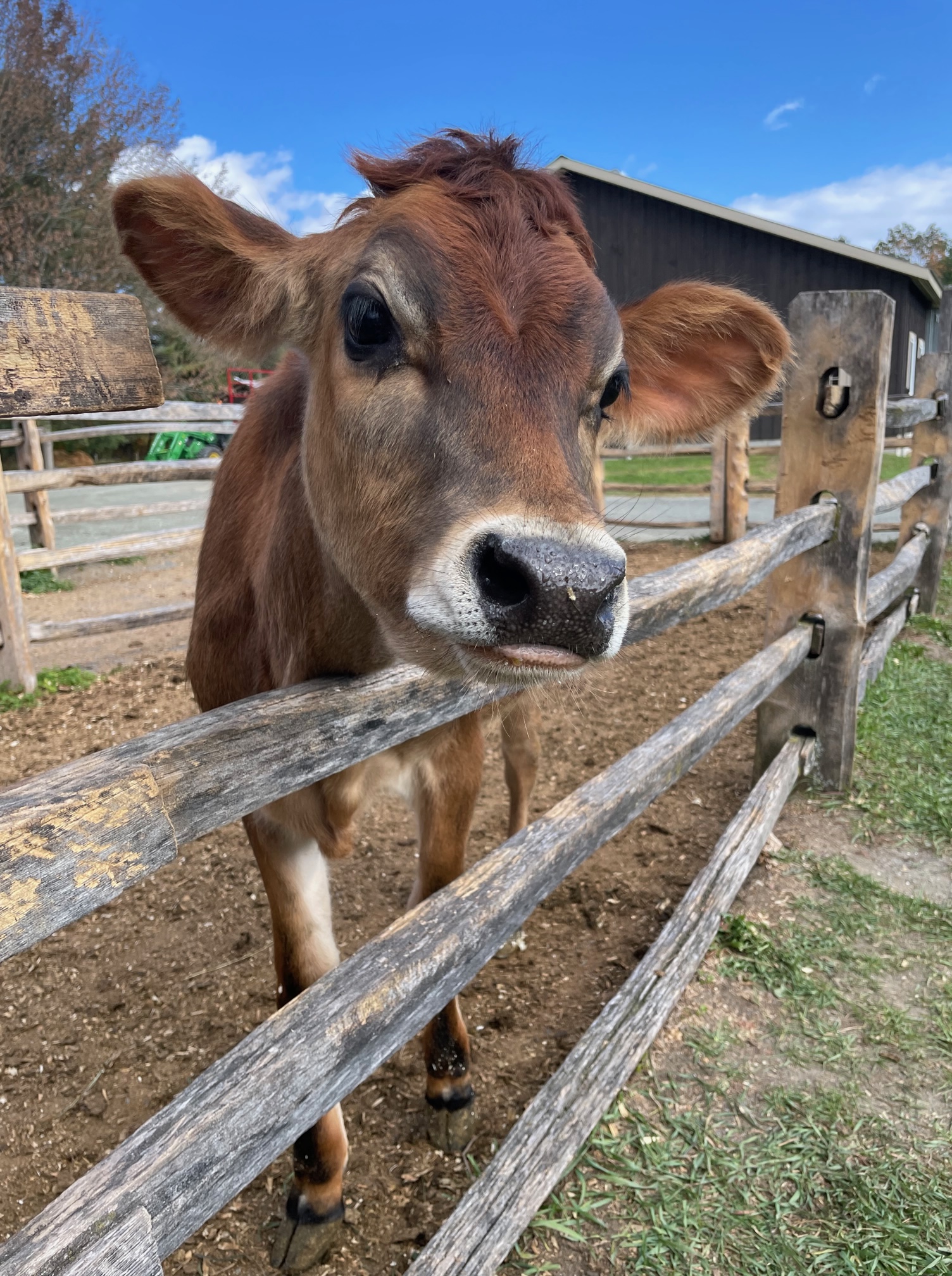 A baby cow at Billings Farm and Museum in Woodstock, VT