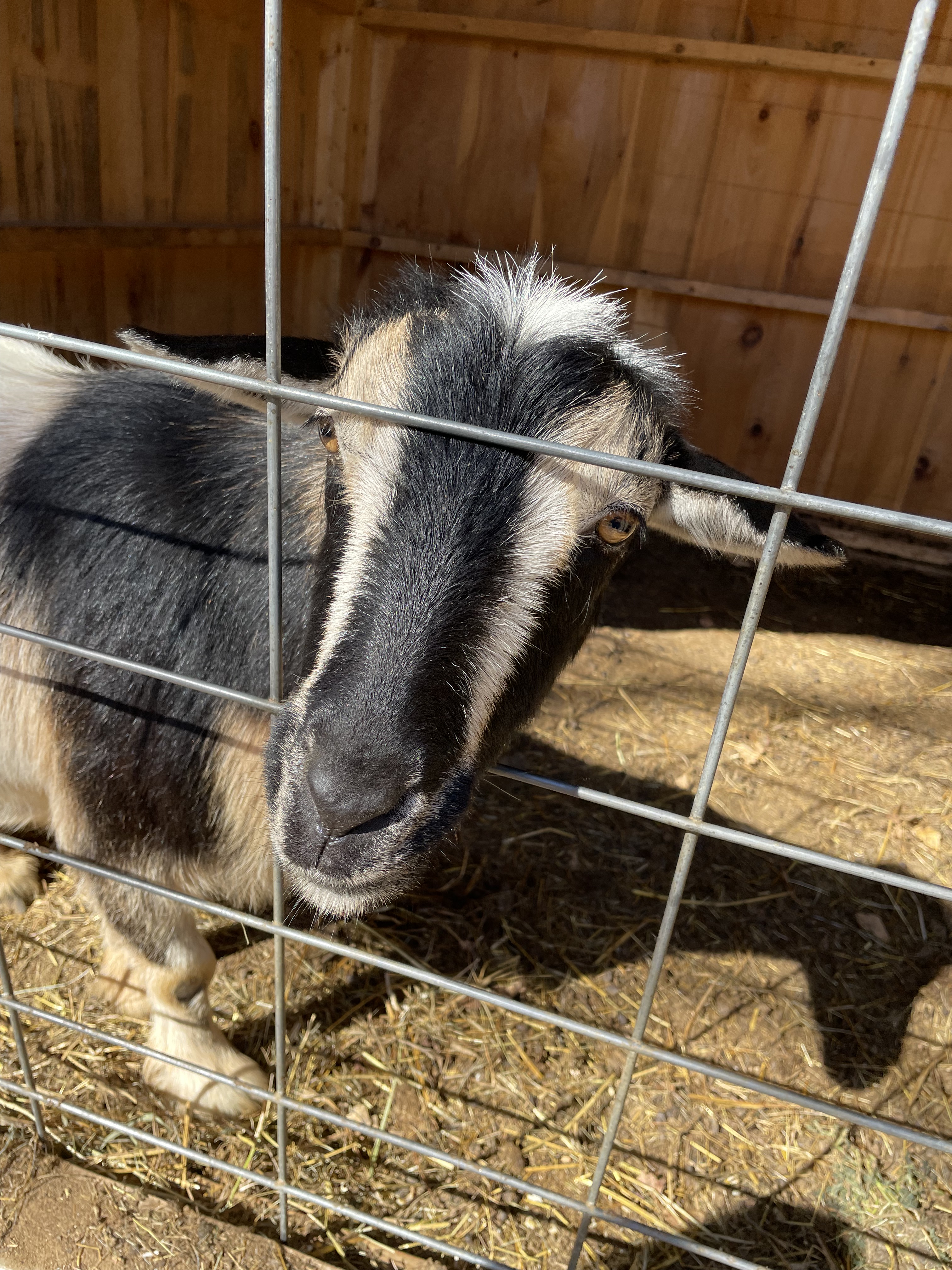 A goat at Sugarbush Farm