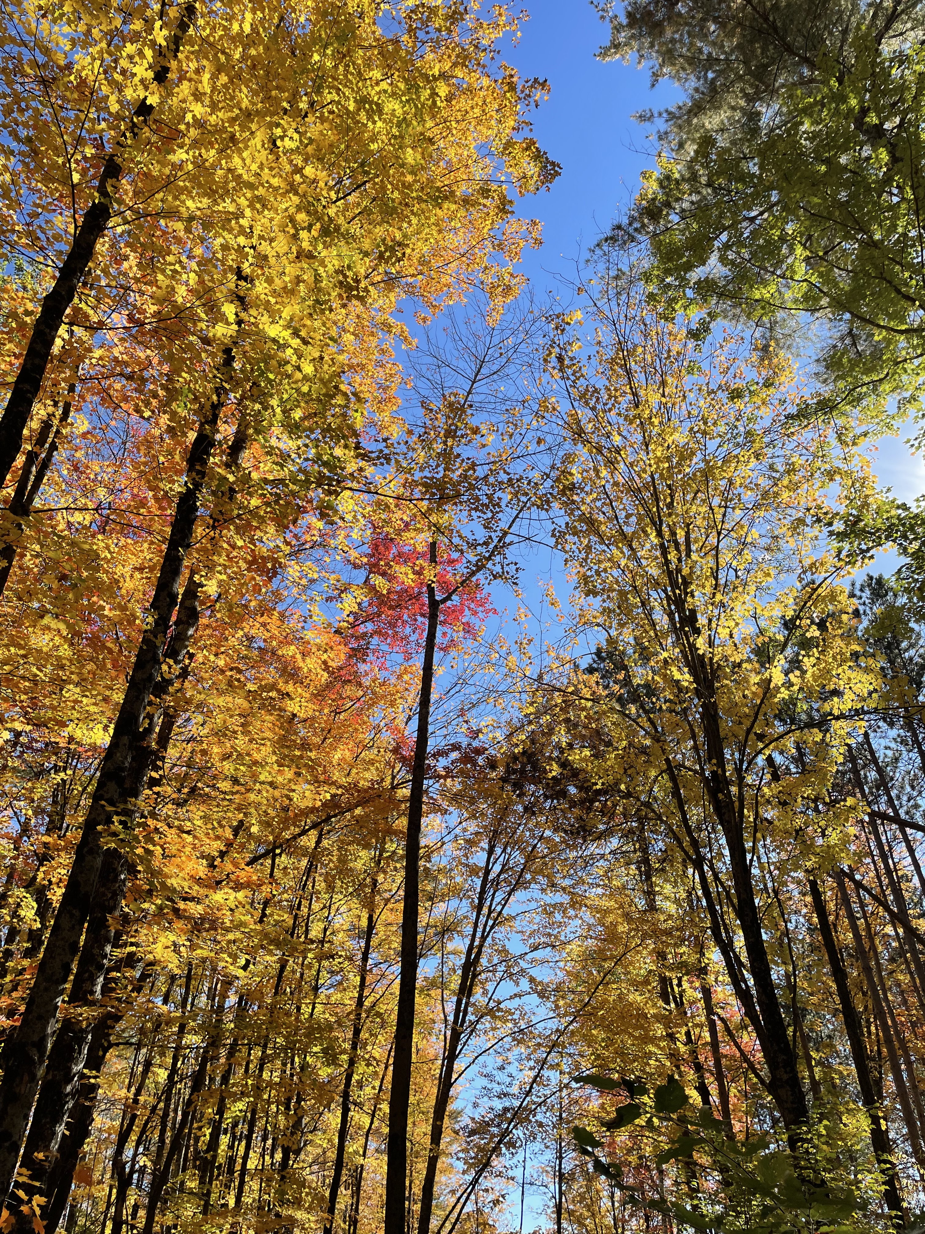 The "Maple Walk" at Sugarbush Farm