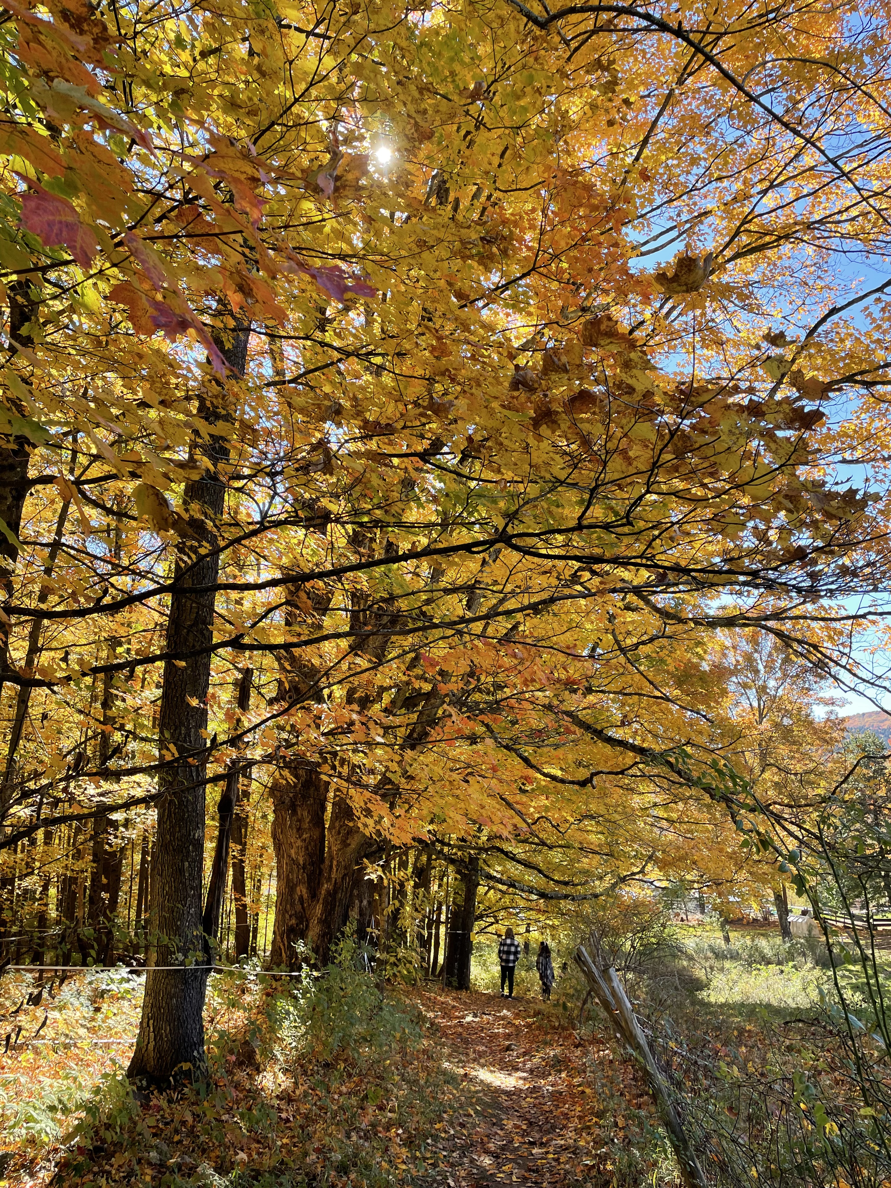Fall foliage at Sugarbush Farm