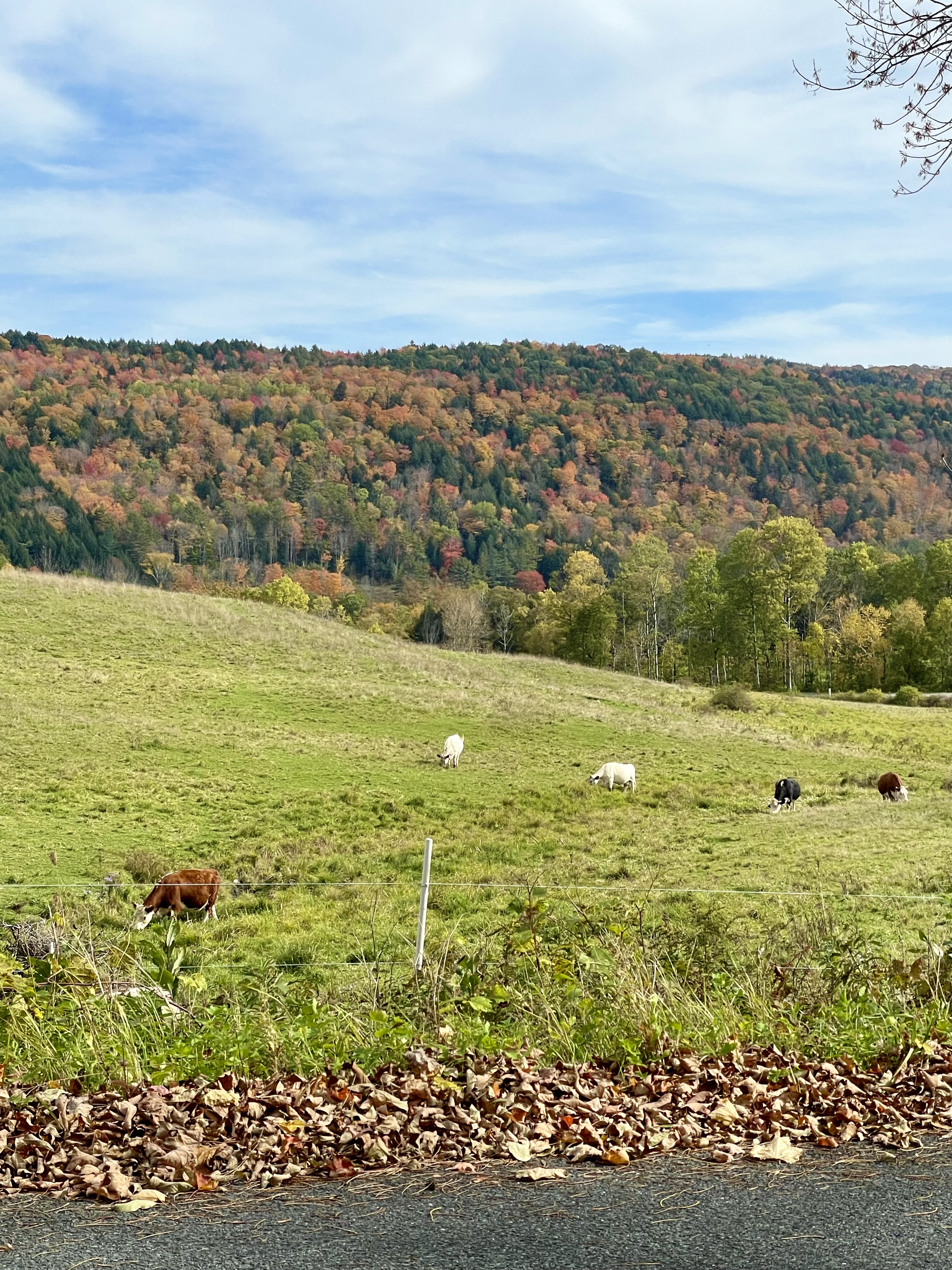 Cows by the side of the road near Woodstock Vermont