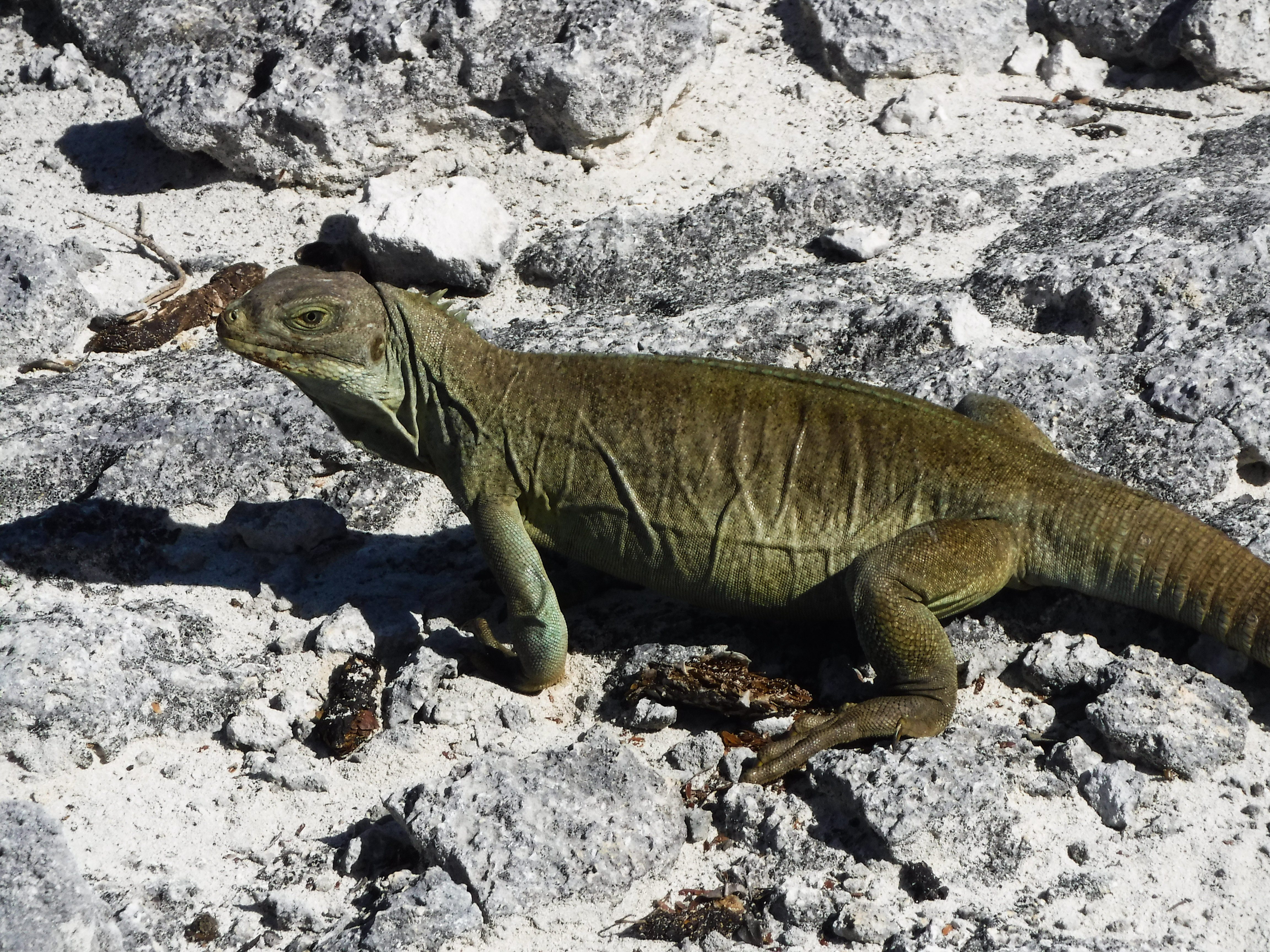 Iguana at Iguana Island seen on an excursion from Beaches Turks and Caicos
