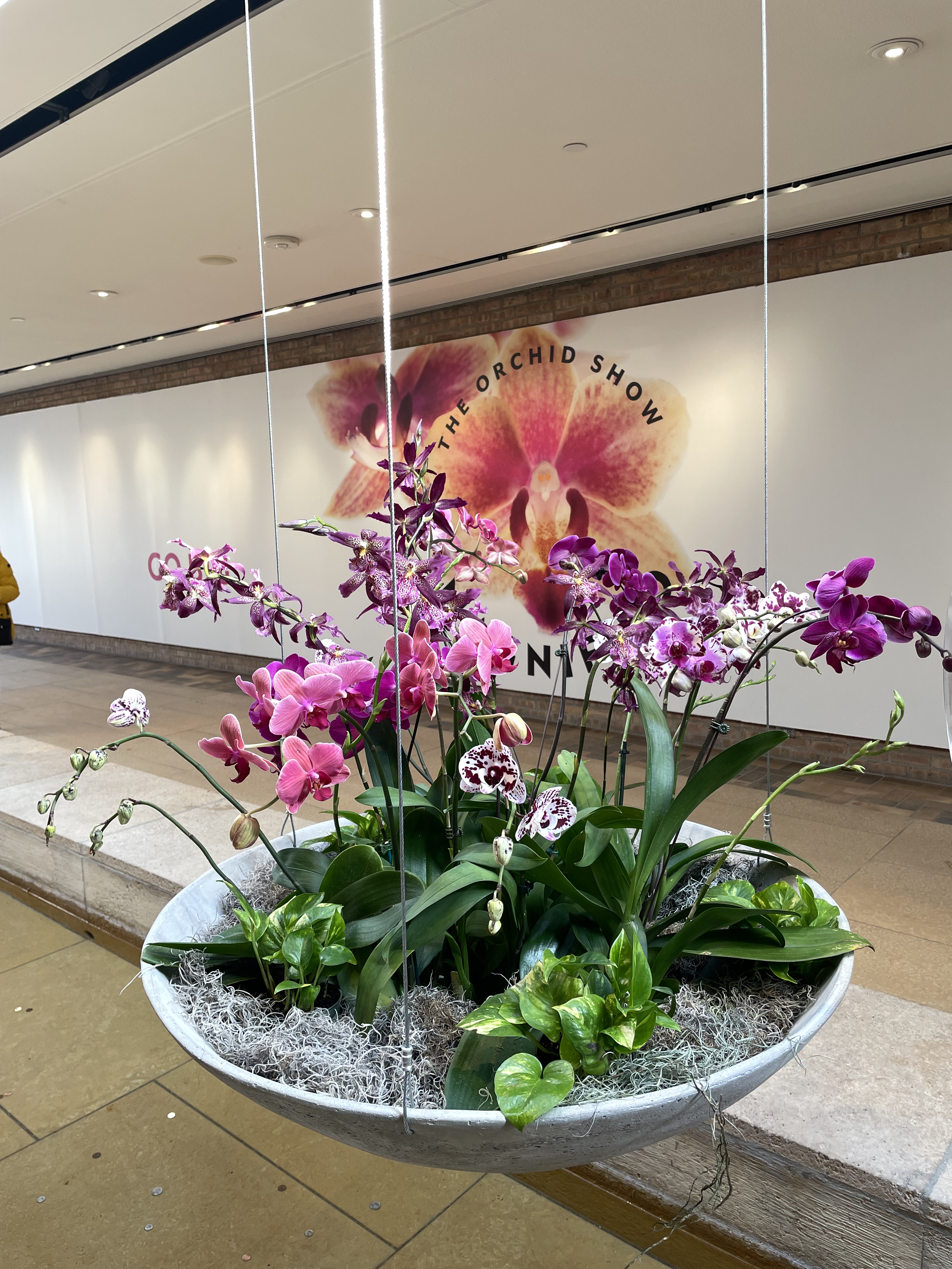 Orchid display at the entrance to the Orchid Show