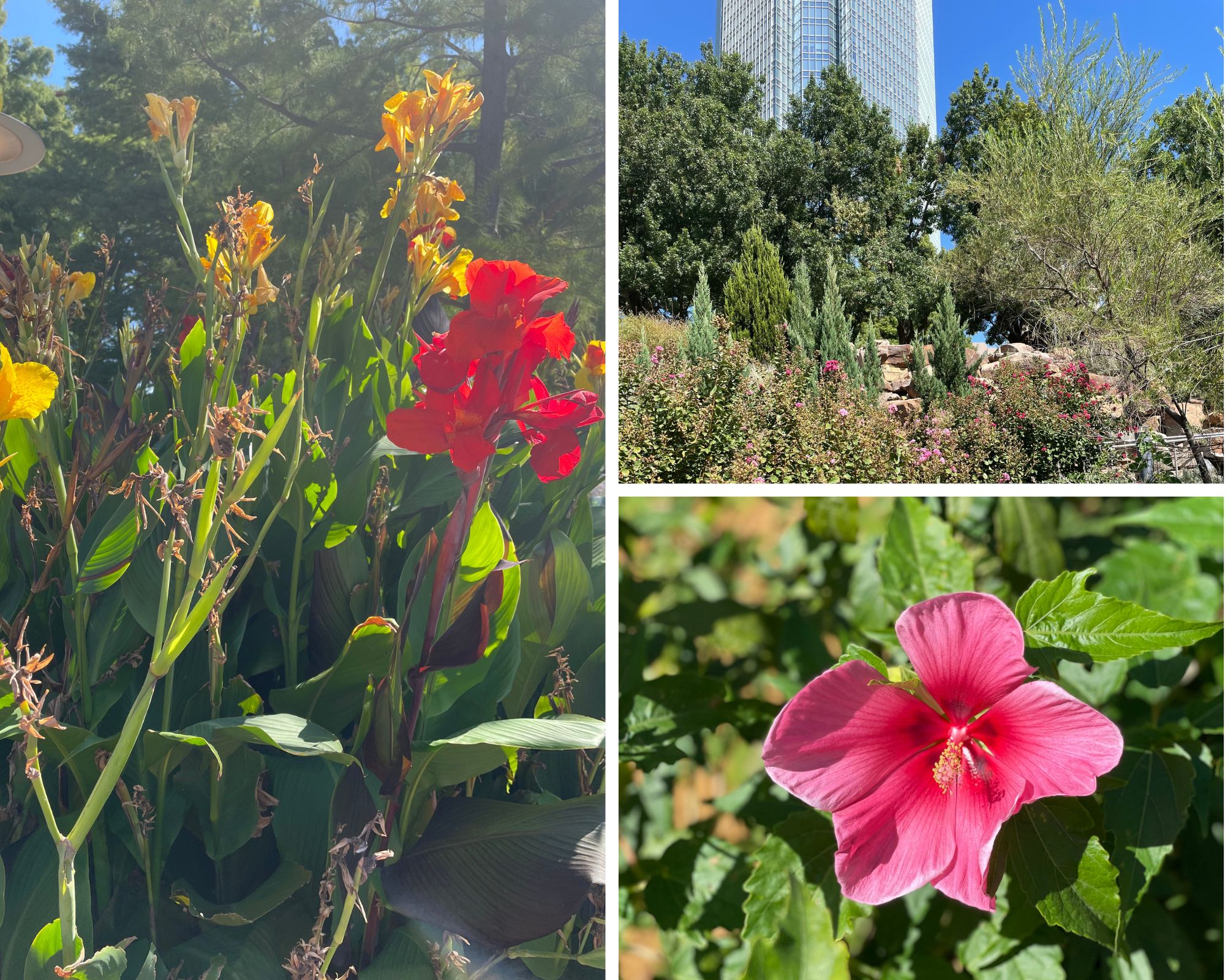 Flowers in Myriad Botanical Gardens in OKC