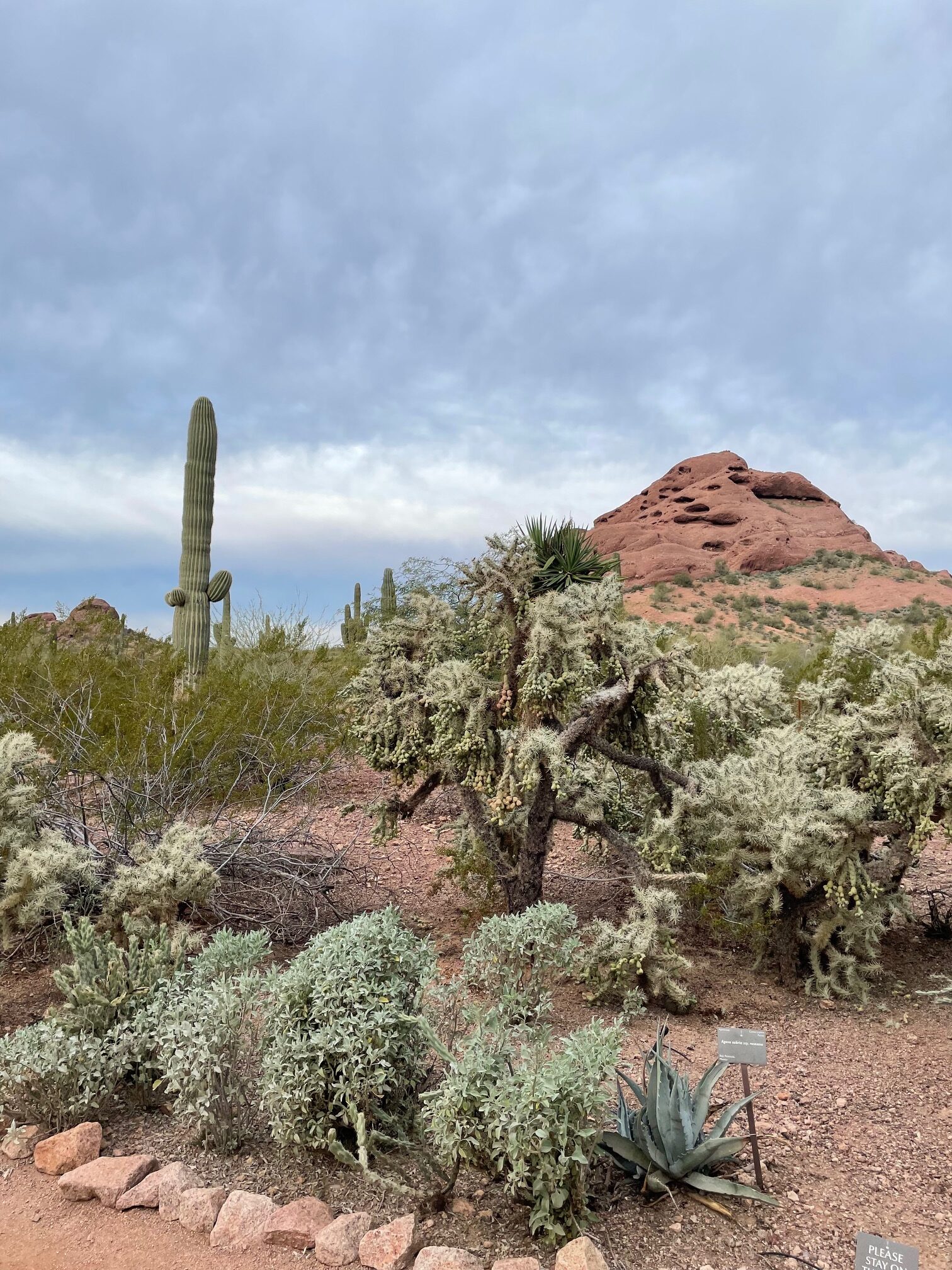Plants at the Desert Botanical Garden with red rocks in the background