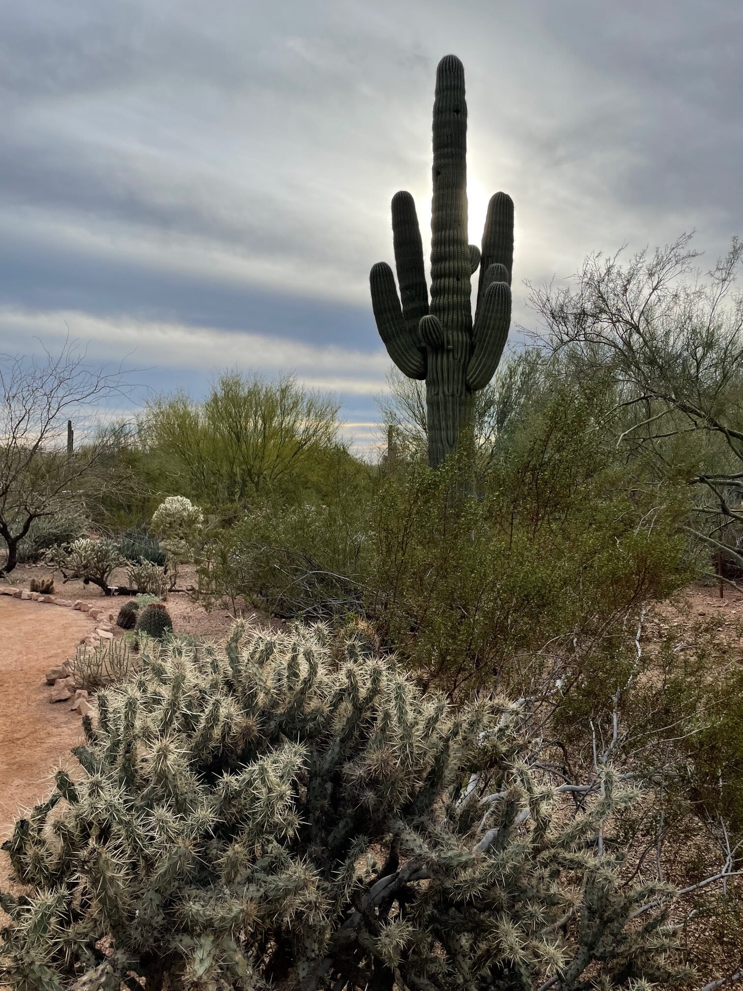 Tall Saguaro cactus at the Desert Botanical Garden in Phoenix