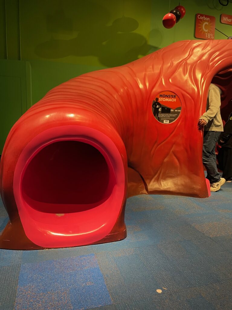 Stomach slide at the Arizona Science Center