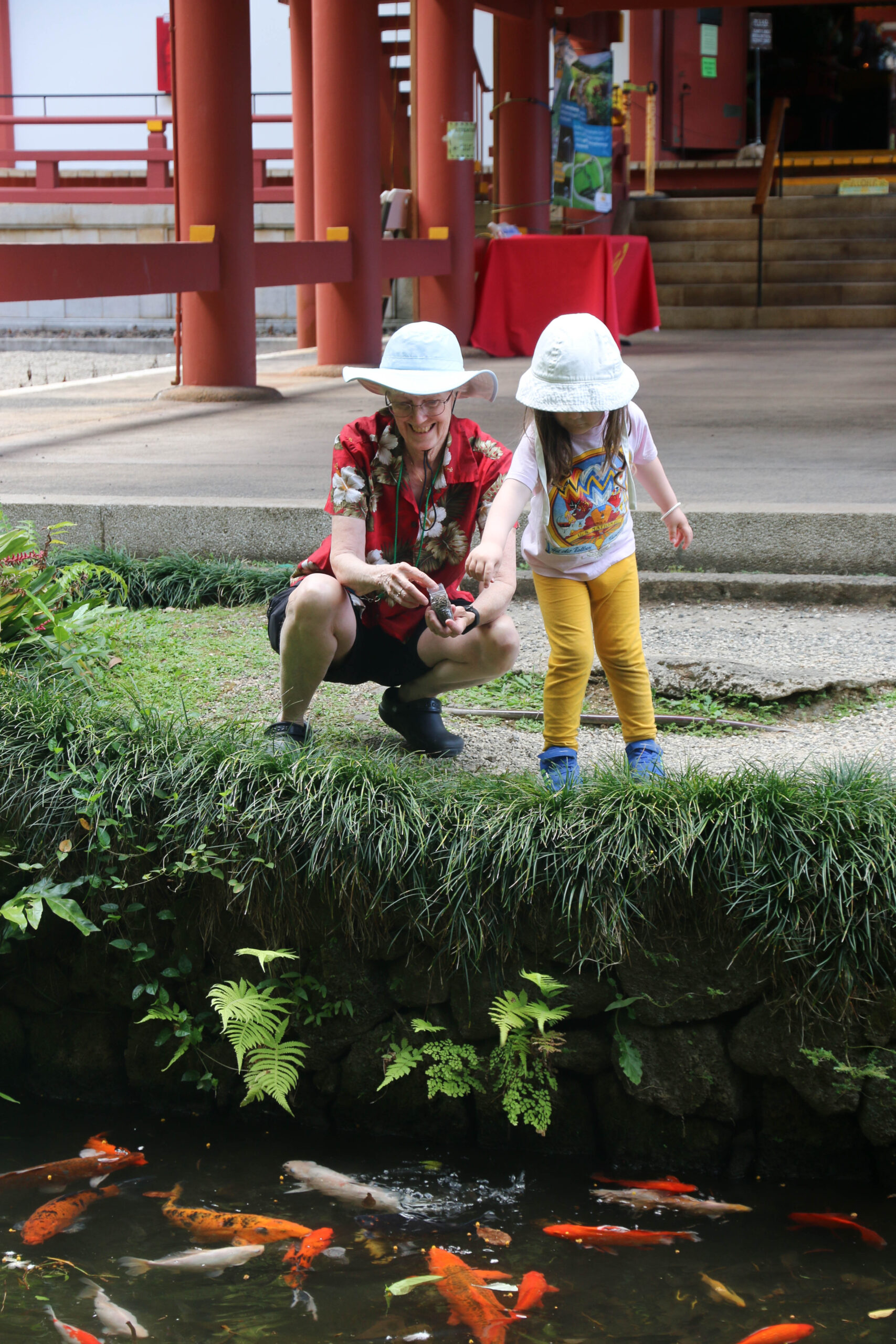 Feeding koi at Byodo-In Temple on Oahu