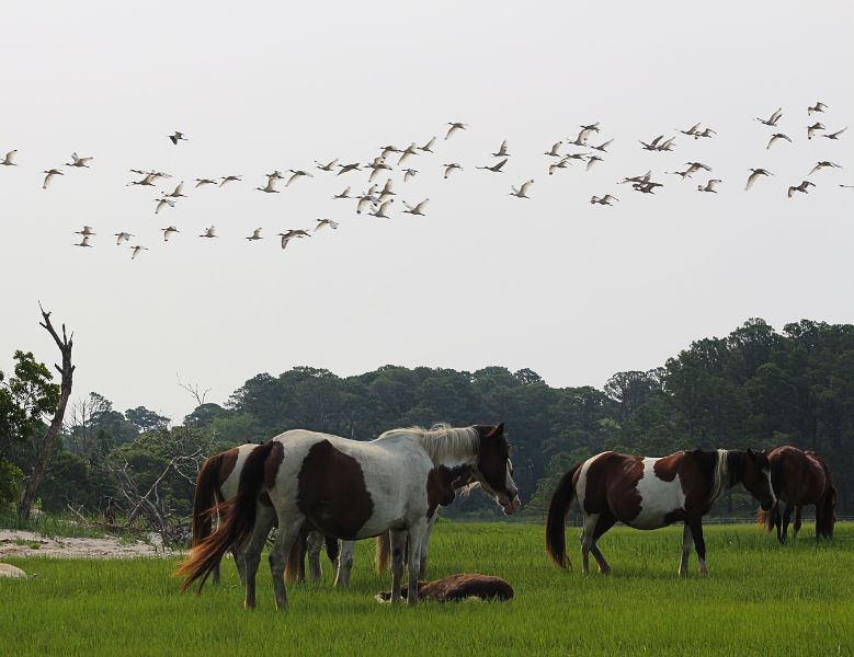 The wild ponies, one of the top attractions in Chincoteague, Virginia