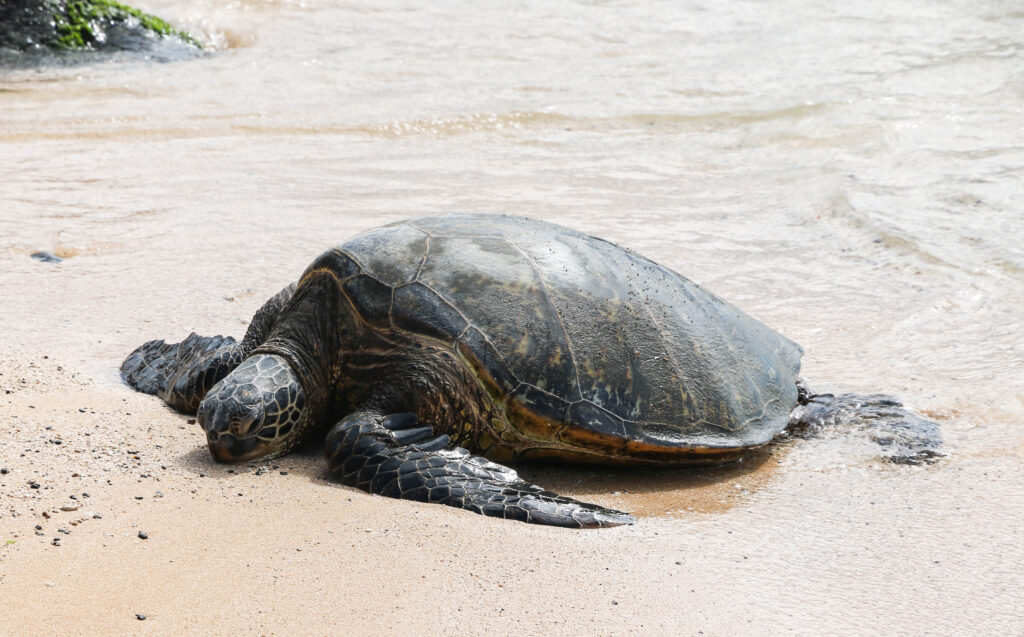 A sea turtle on Oahu, one of the best places to see sea turtles without getting in the water