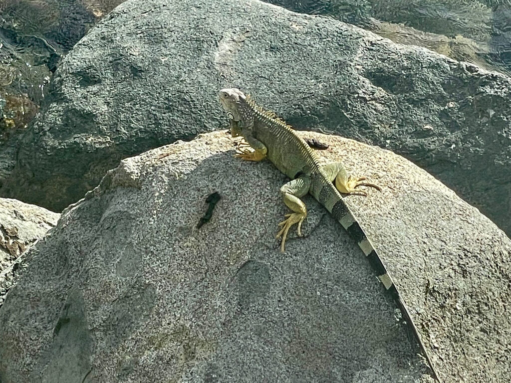 Iguana hanging out on the rocks at Grand Case Beach Club