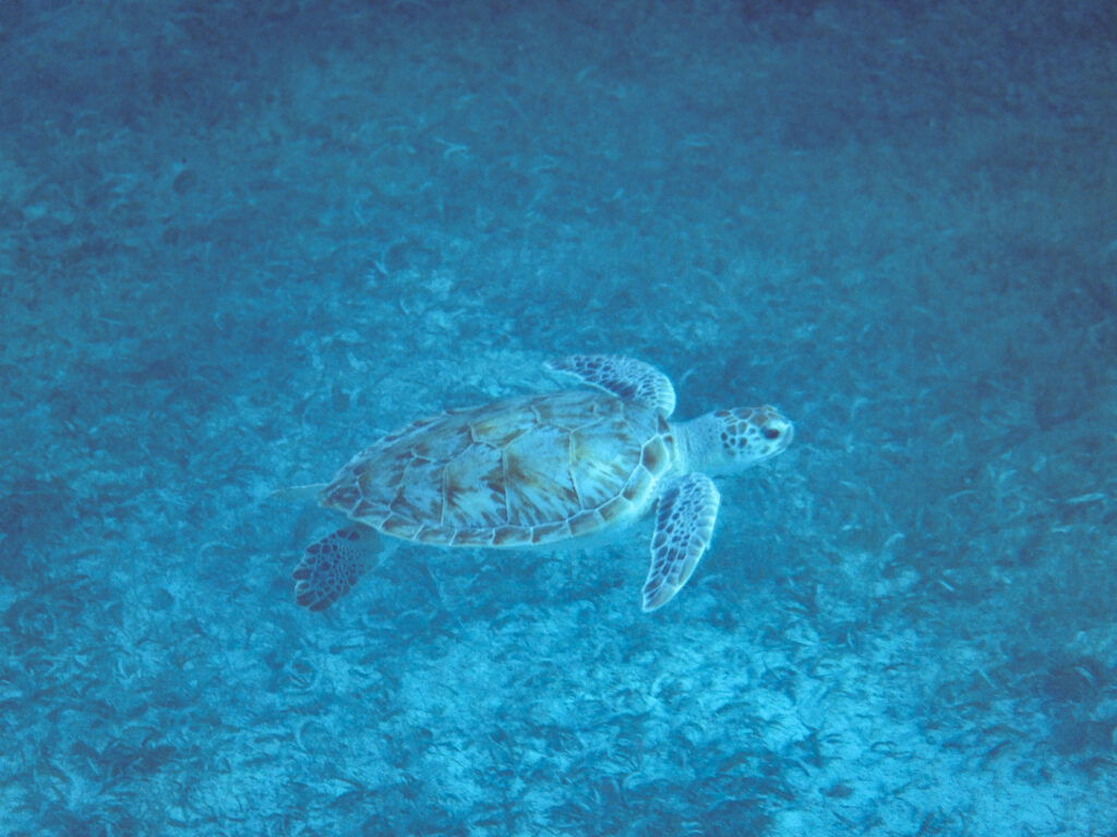 Tres Trapi is one of the best places on Aruba to swim with sea turtles