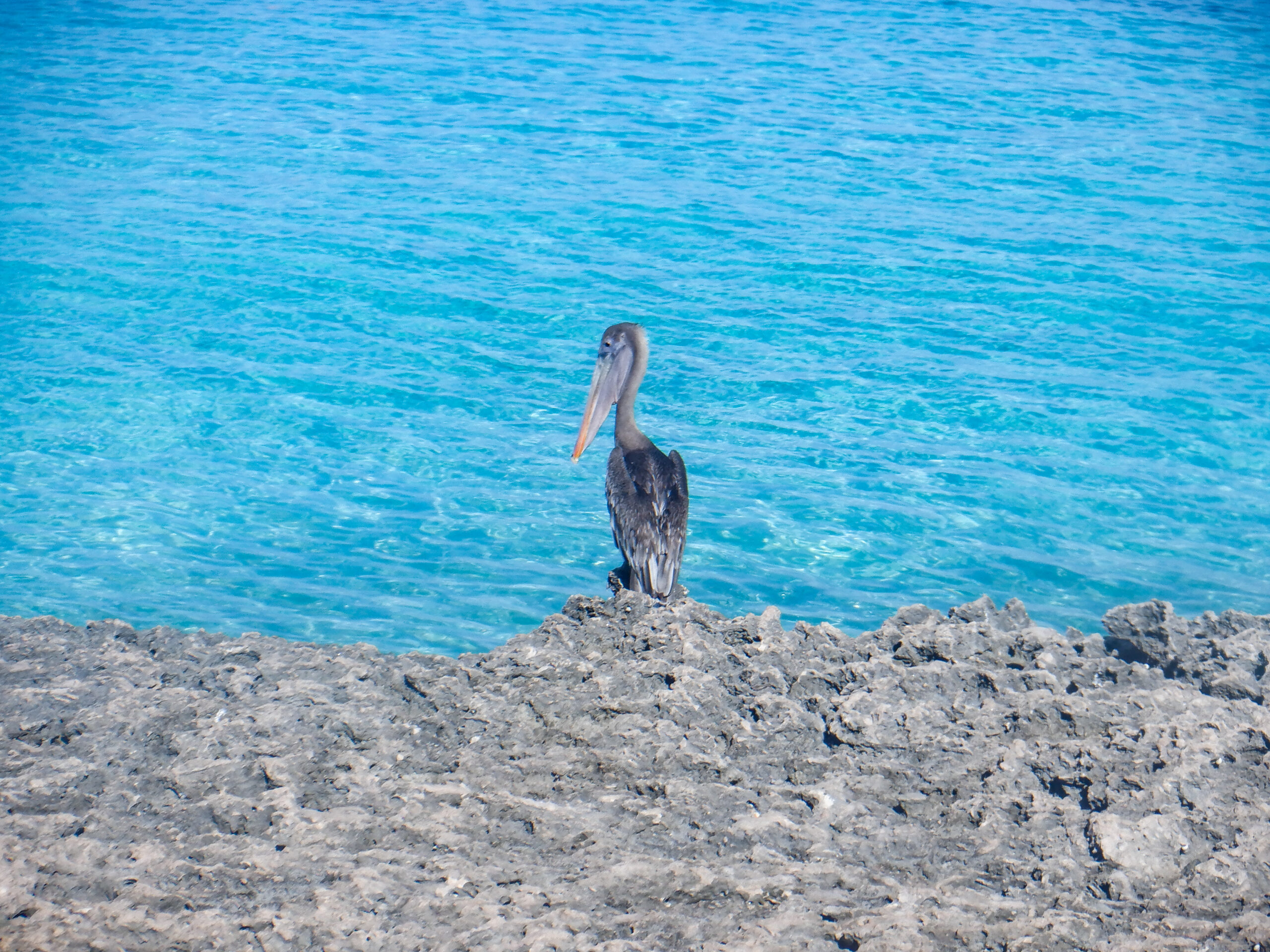 DSCF4472 Pelican at Tres Trapi beach on Aruba