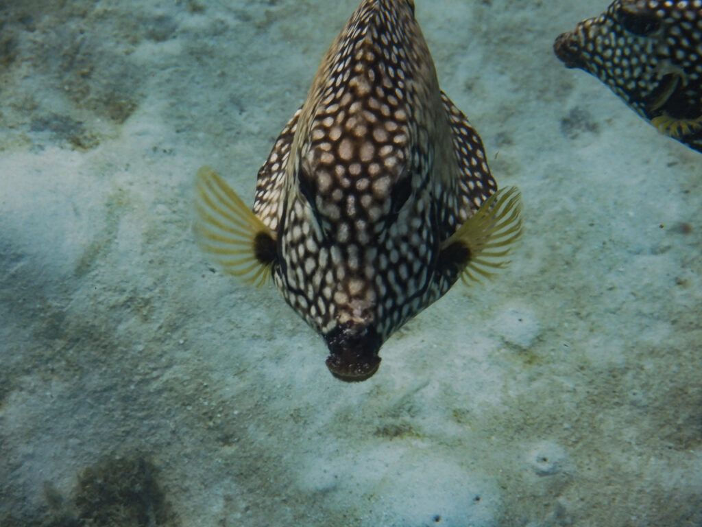Trunkfish seen while snorkeling at Aruba's Baby Beach