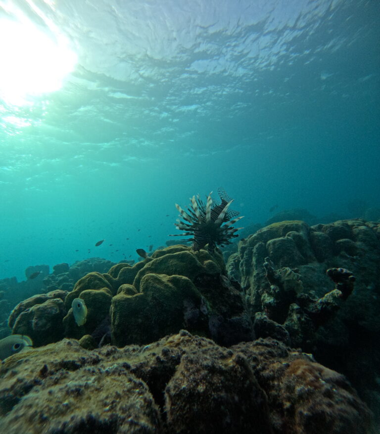 DCIM100GOPROGOPR7786.JPG Lionfish seen at Mangel Halto beach on a snorkel tour with Aruba Bob