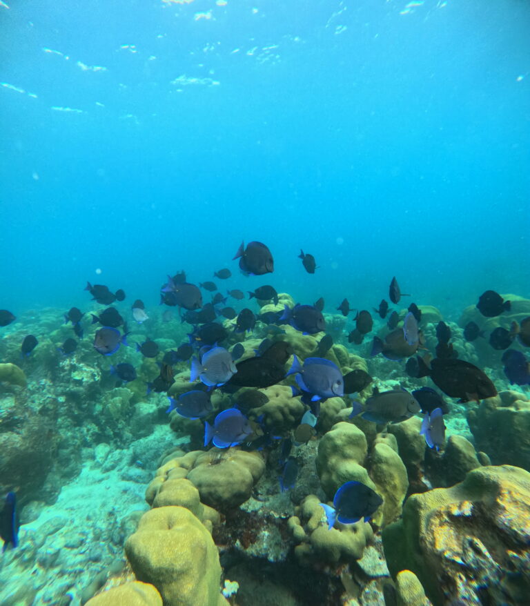 DCIM100GOPROGOPR7800.JPG Blue tangs seen on a snorkel tour of Mangel Halto Beach with Aruba Bob
