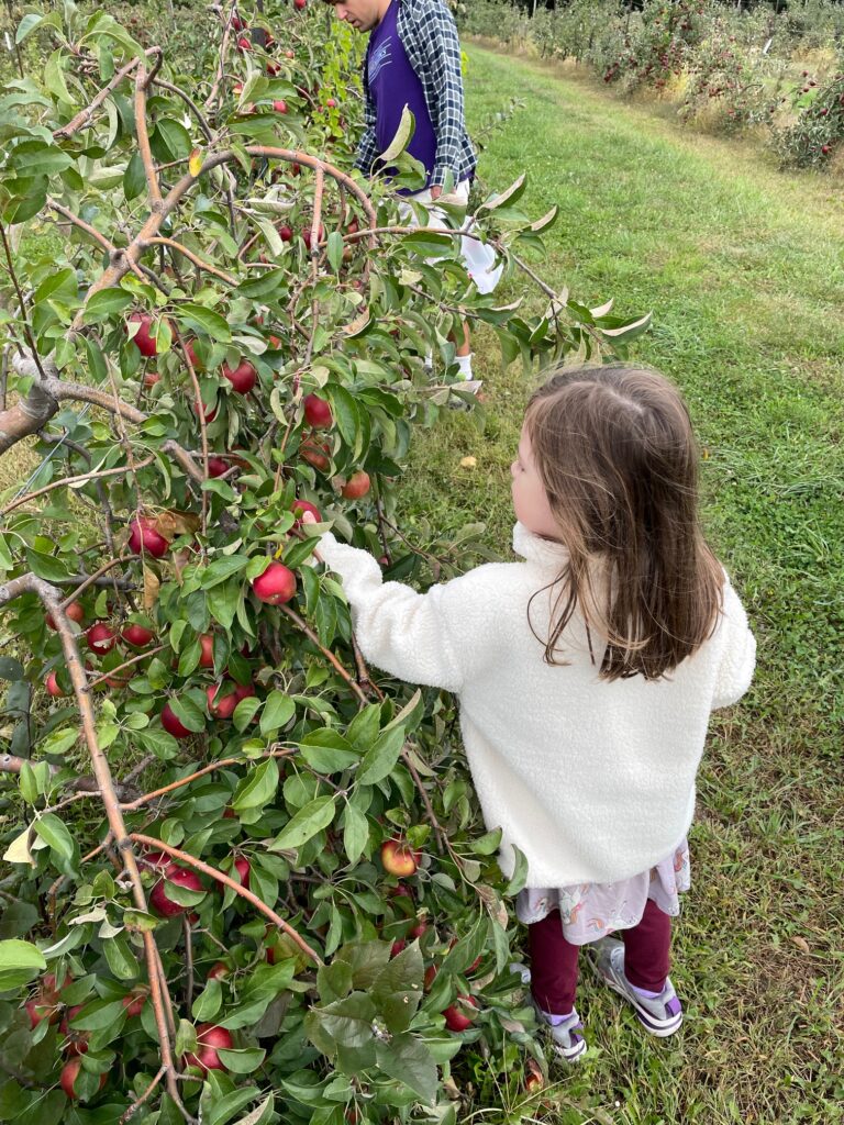 Apple picking at Wea Creek Orchard in Lafayette, Indiana