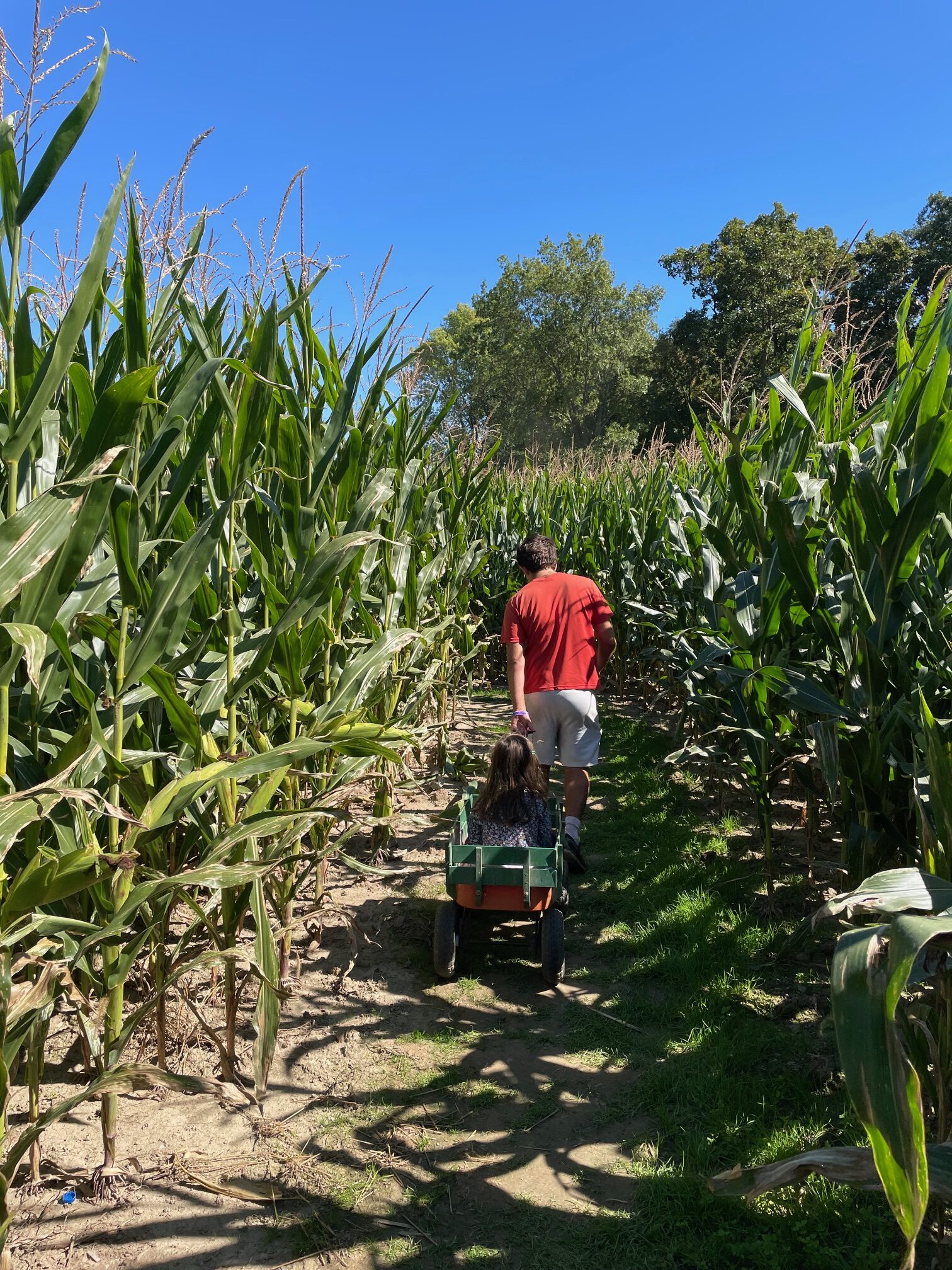A corn maze is an iconic Midwest autumn experience; this one at Exploration Acres outside of Lafayette, Indiana