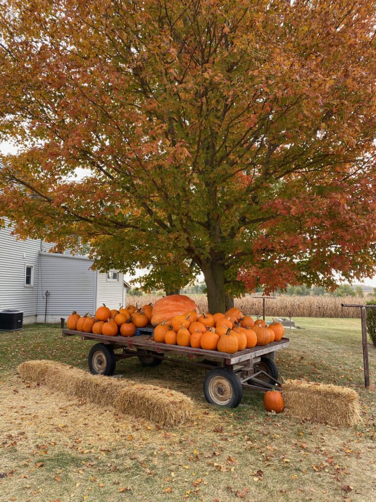 Kent's Cucurbits, one of our favorite pumpkin patches near Lafayette, Indiana
