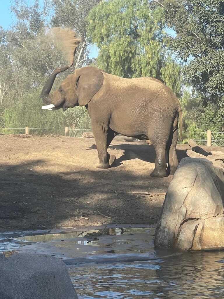 Elephant at the San Diego Zoo
