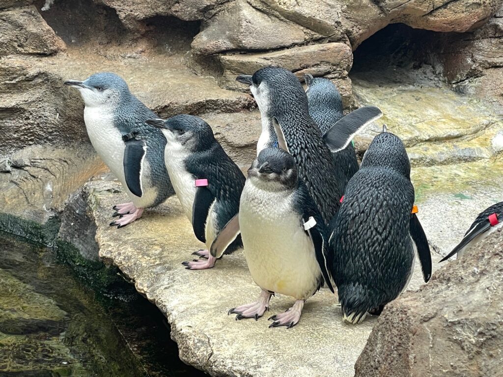 Little blue penguins at Birch Aquarium, one of my top things to do in San Diego with kids