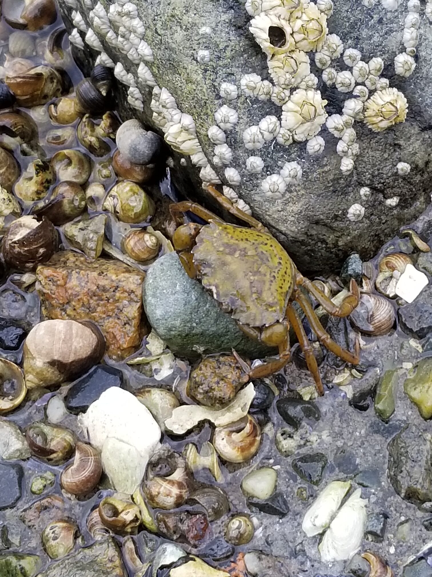 Crab seen while low-tiding at Bartlett's Landing near Acadia