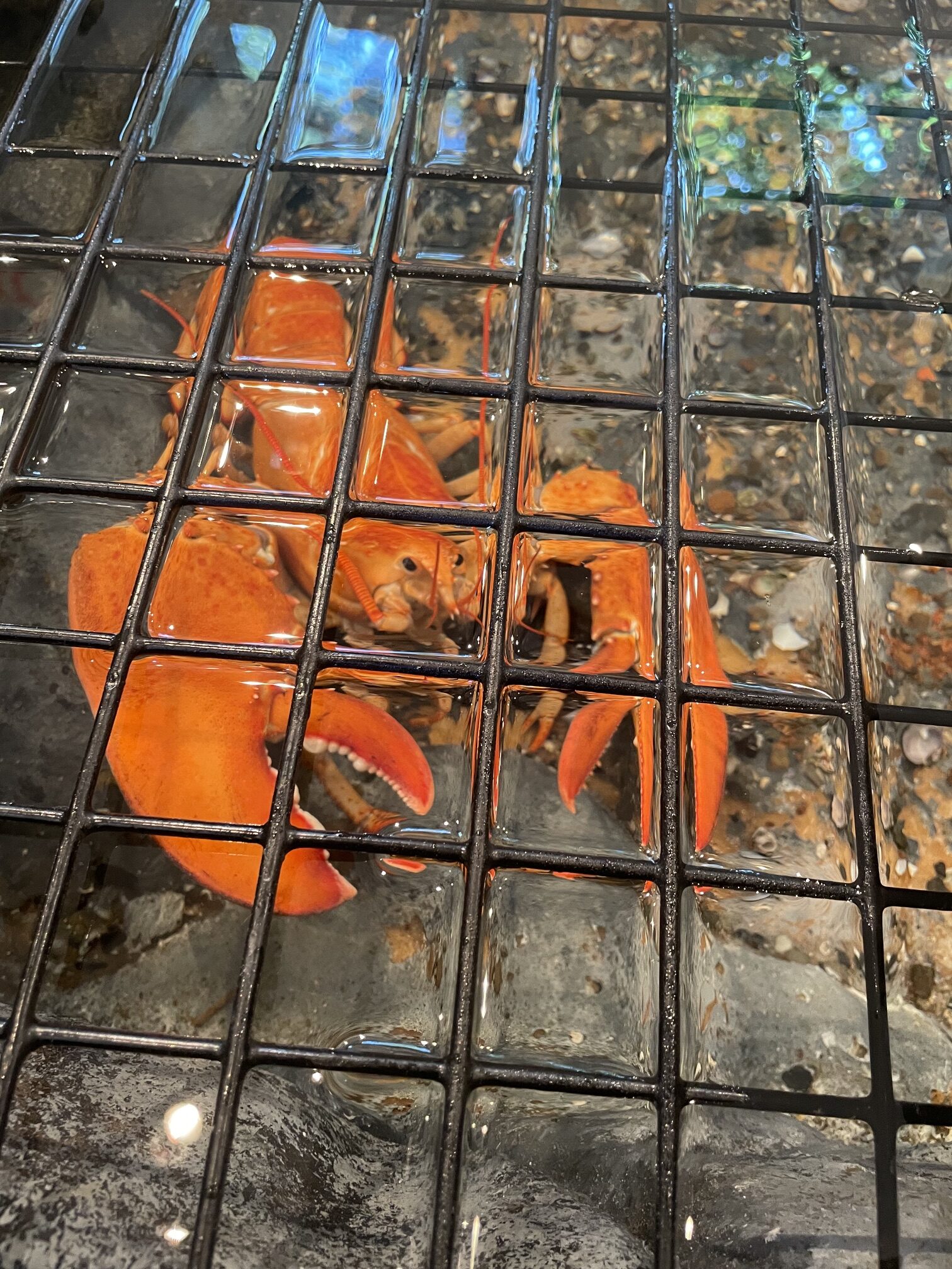 Orange lobster at the Dorr Museum at the College of the Atlantic