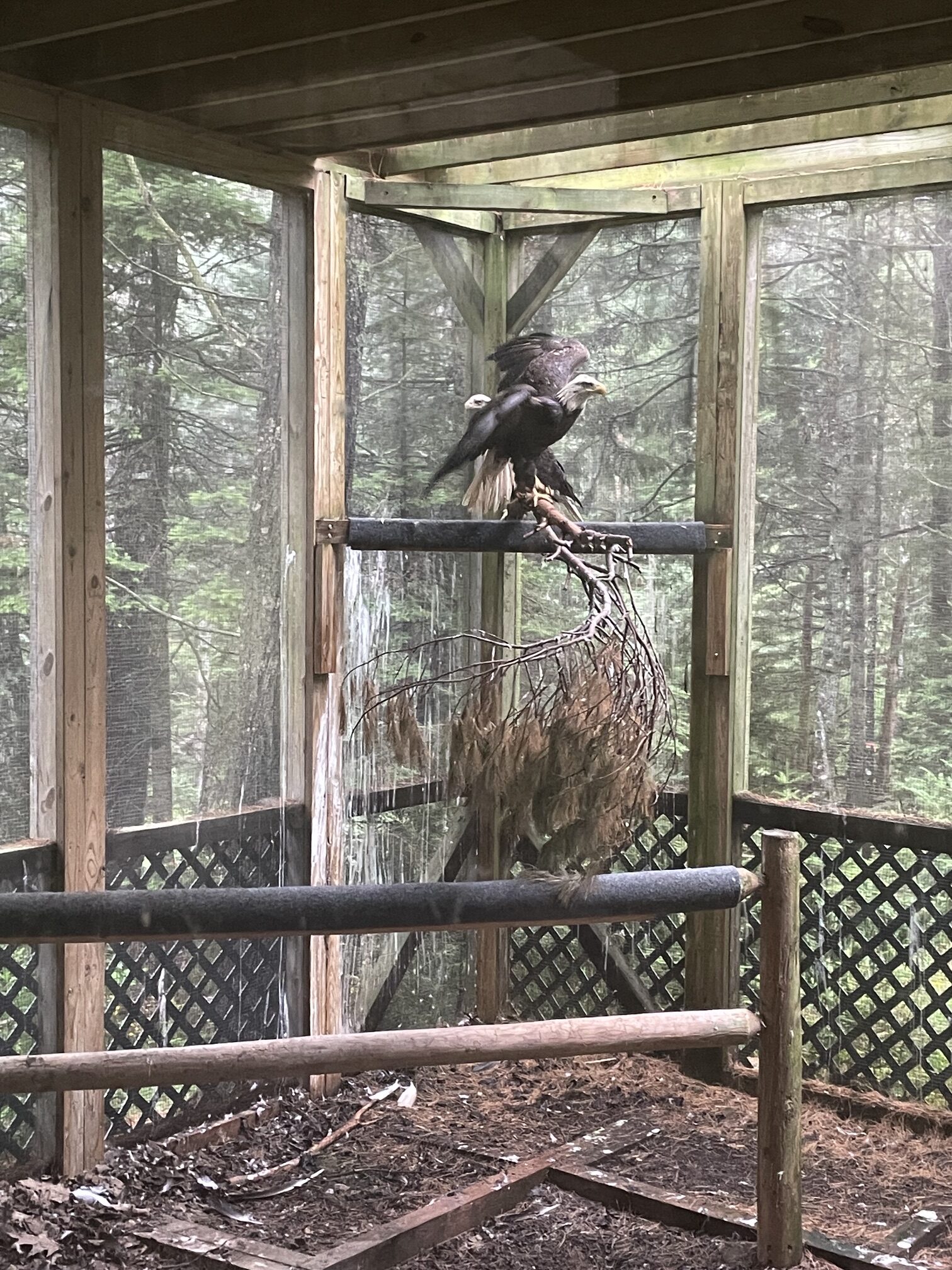 A bald eagle at Acadia Wildlife Center, which rehabilitates and releases injured local wildlife