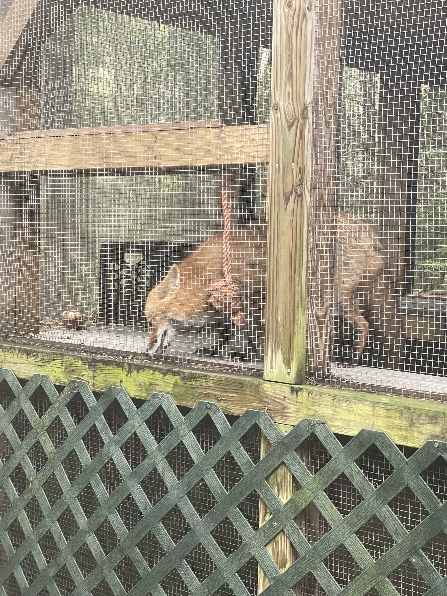 A fox at Acadia Wildlife Center