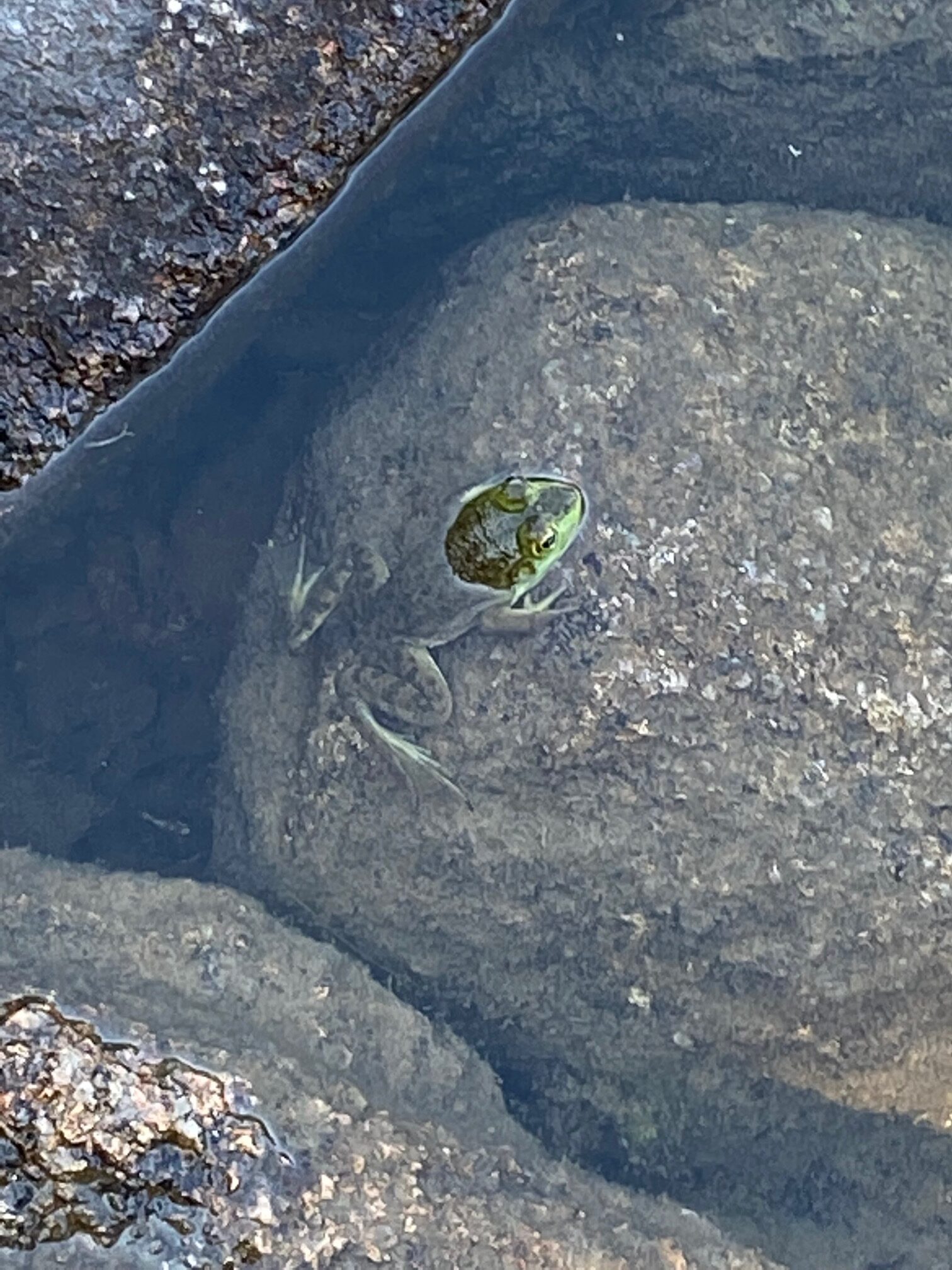 Frogs are a frequent sighting on the Jordan Pond Path in Acadia