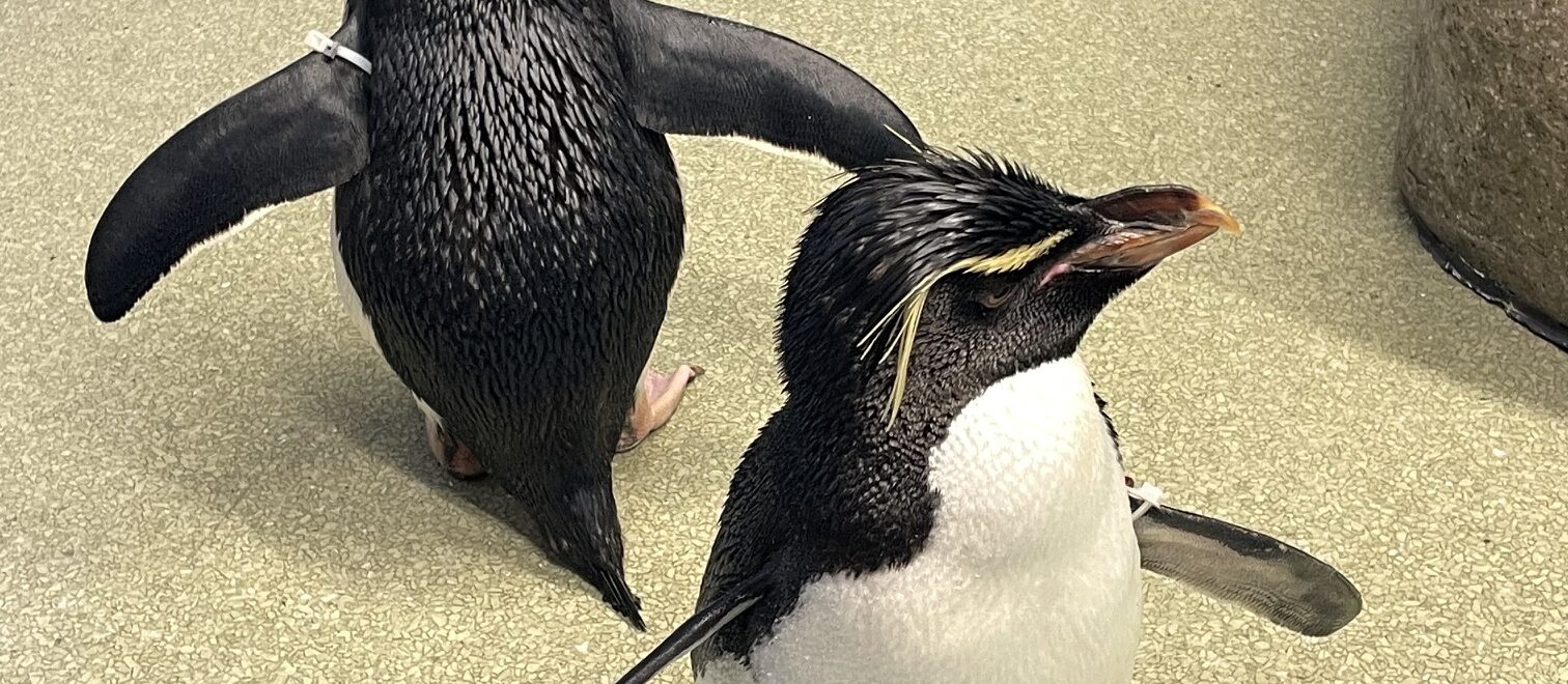 Rockhopper penguins we met at Shedd's penguin encounter
