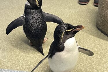 Rockhopper penguins we met at Shedd's penguin encounter