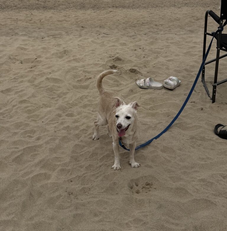Our dog Dancer on the beach at Warren State Dunes, one of the best dog-friendly beaches in southwest Michigan