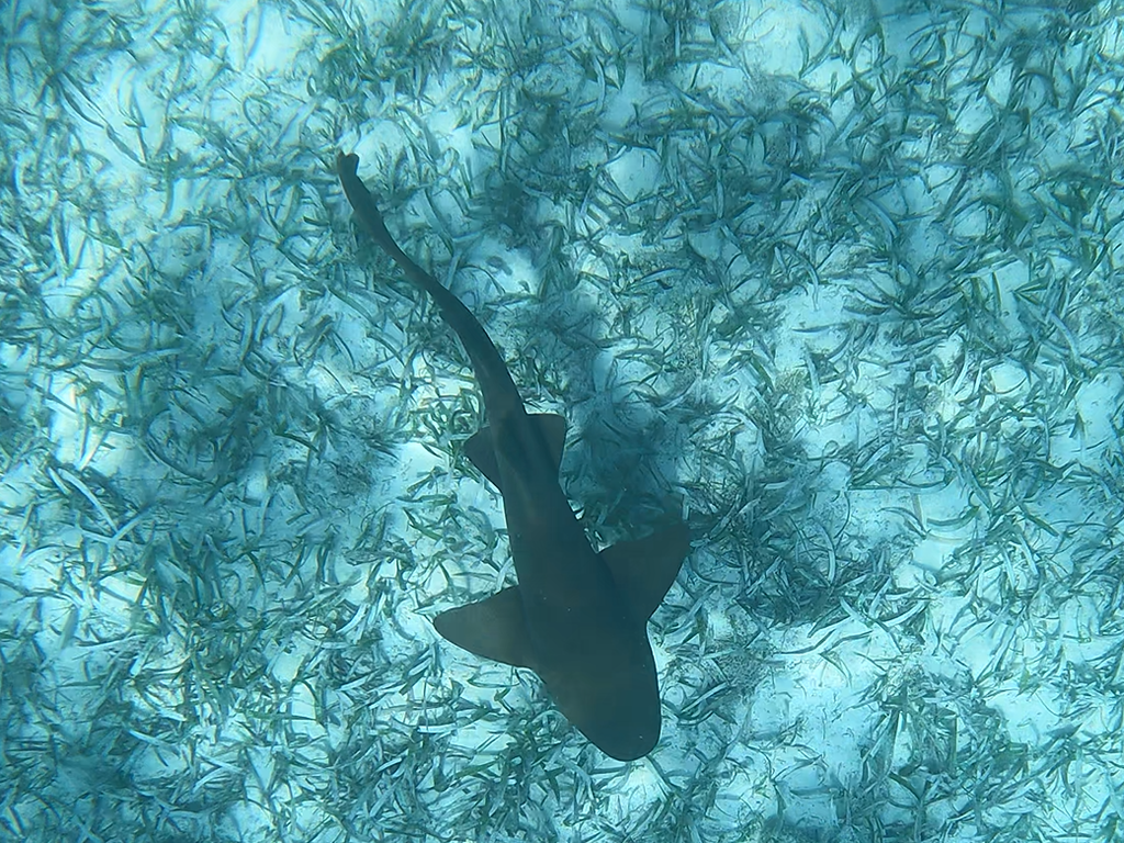 An awesome family spring break: swimming with nurse sharks on Caye Caulker, Belize